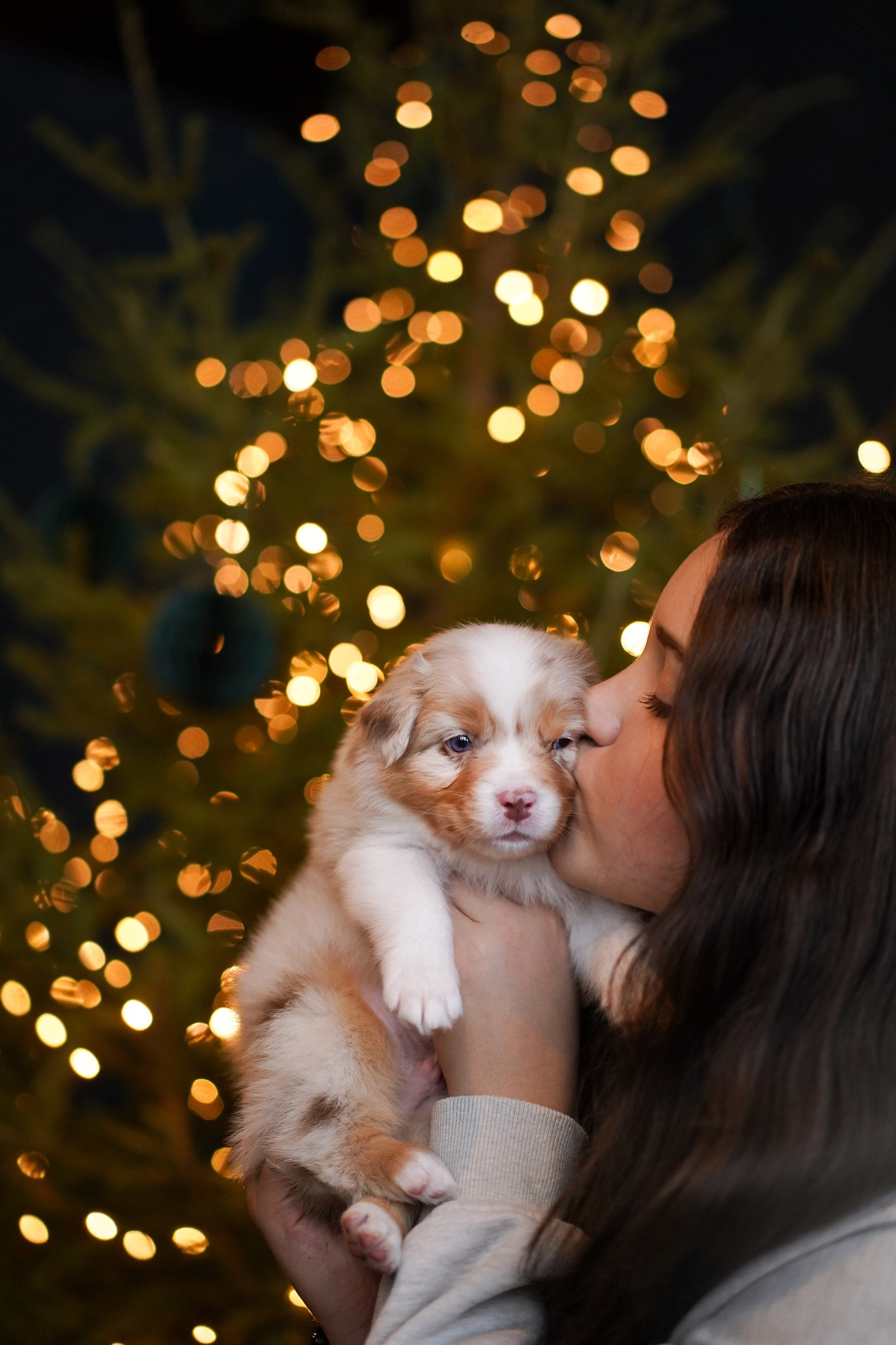 Щенки австралийской овчарки. Фотограф-анималист в Санкт-Петербурге Яна Мартынова