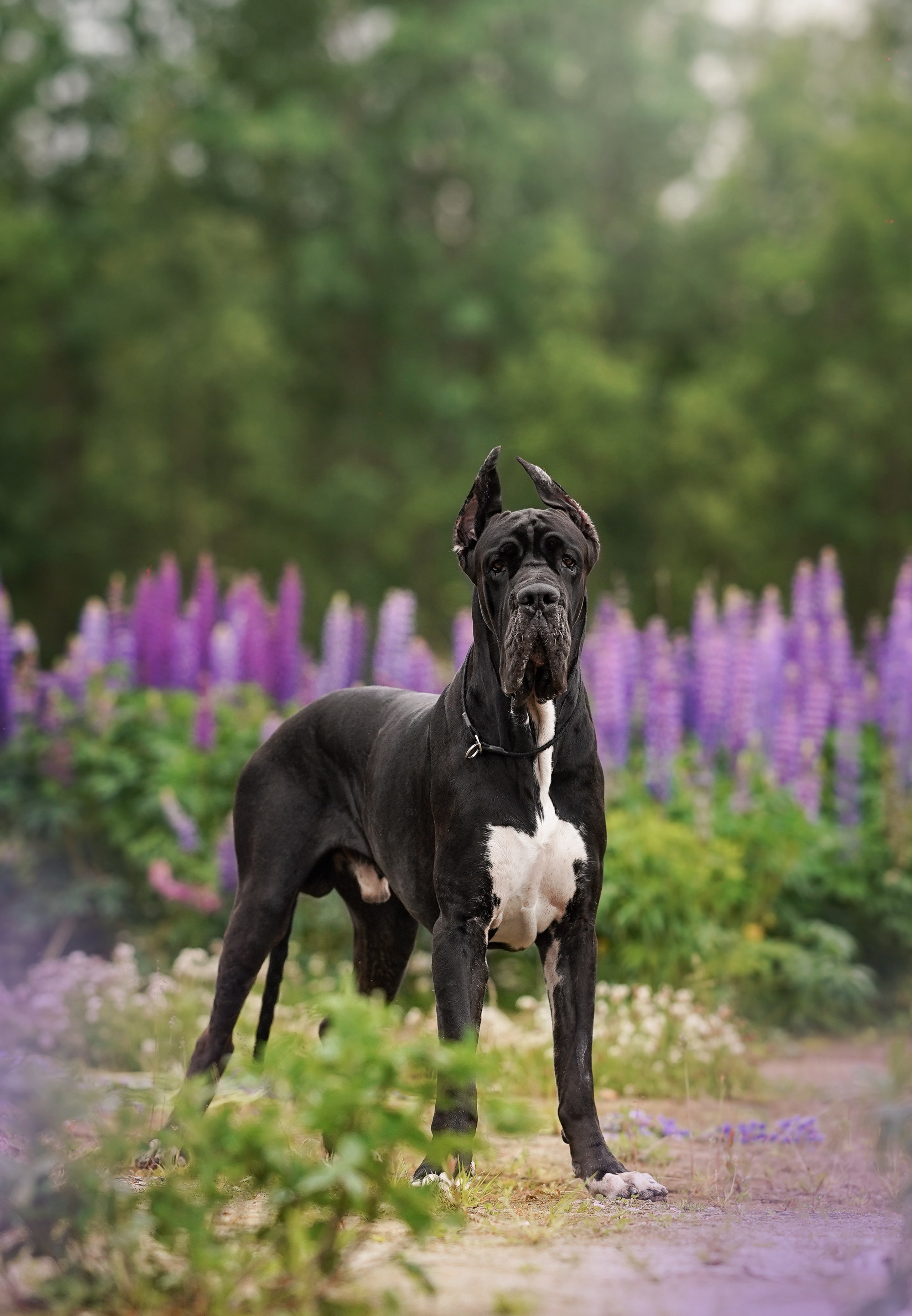Вика и Трофей люпины. Фотограф-анималист в Санкт-Петербурге Яна Мартынова