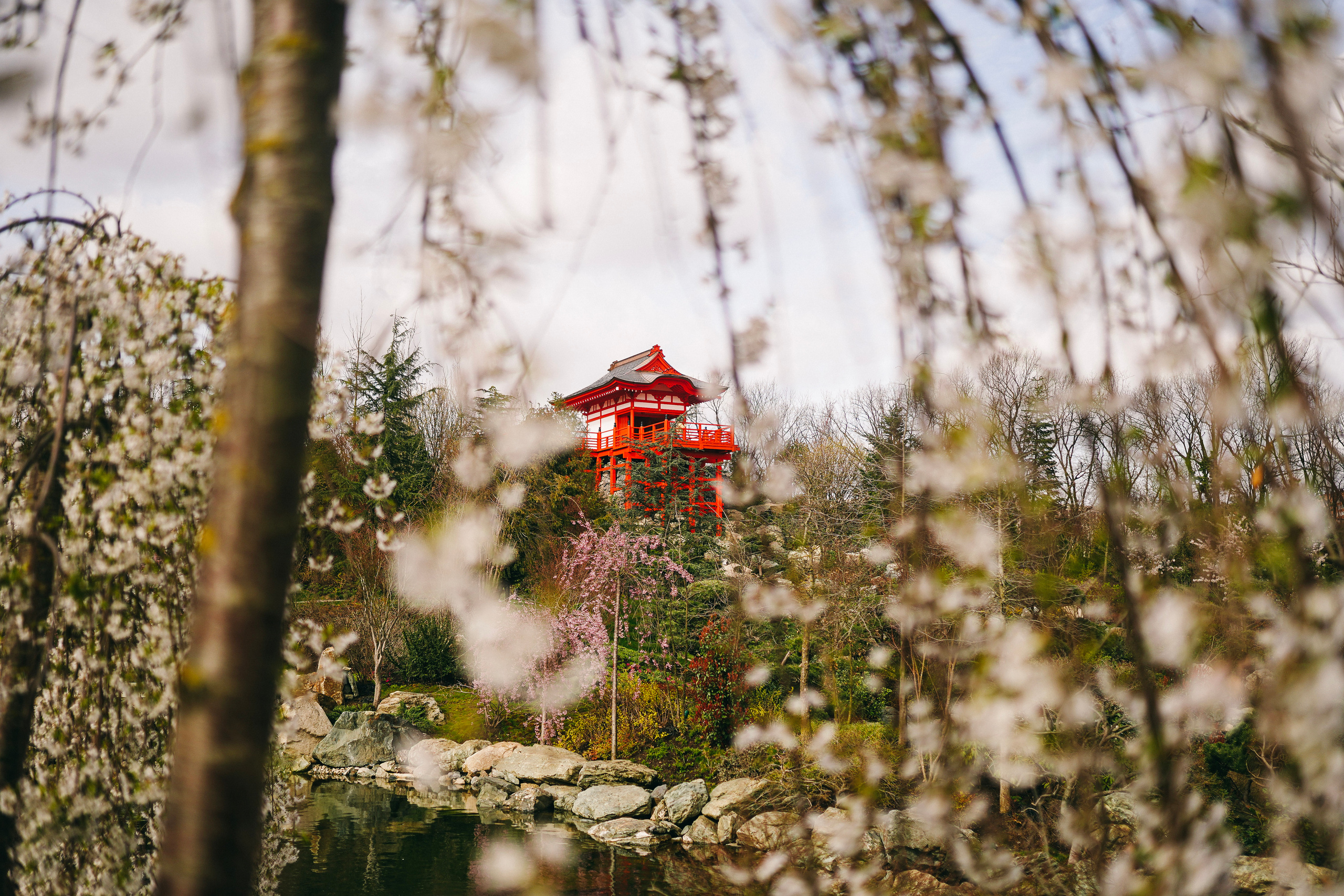 Японский сад. Фотограф с психологическим образованием