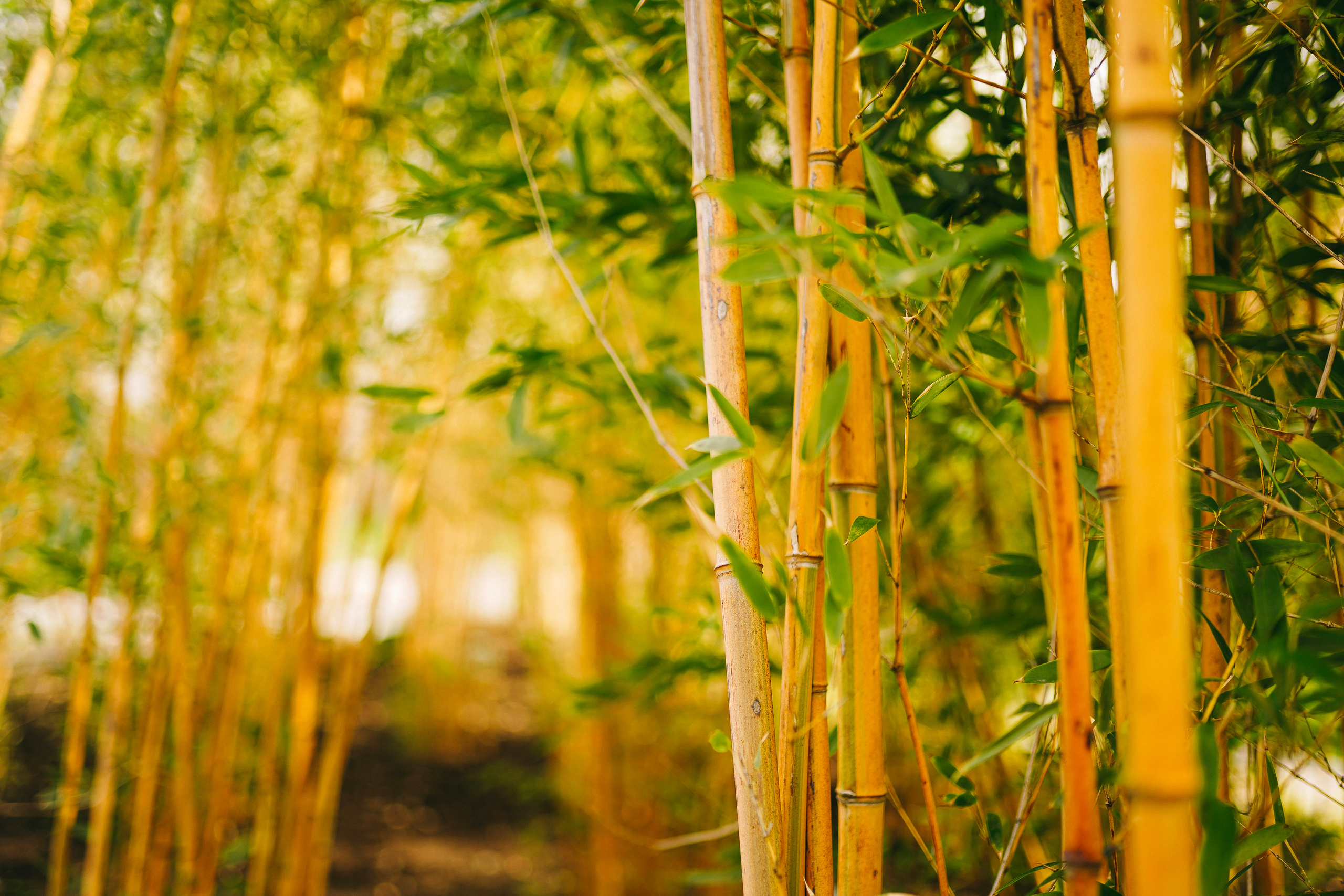 Японский сад. Фотограф с психологическим образованием
