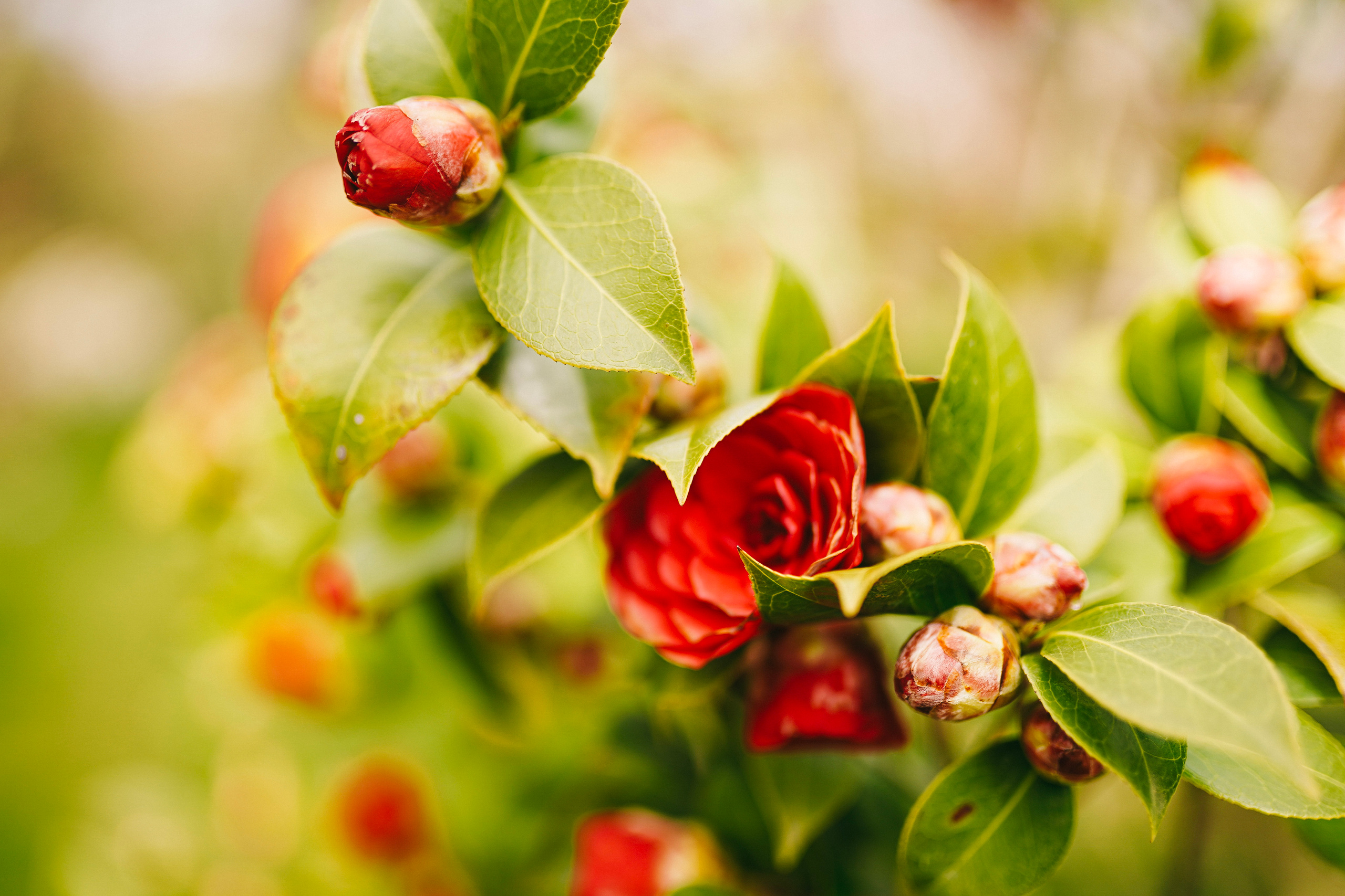 Японский сад. Фотограф с психологическим образованием
