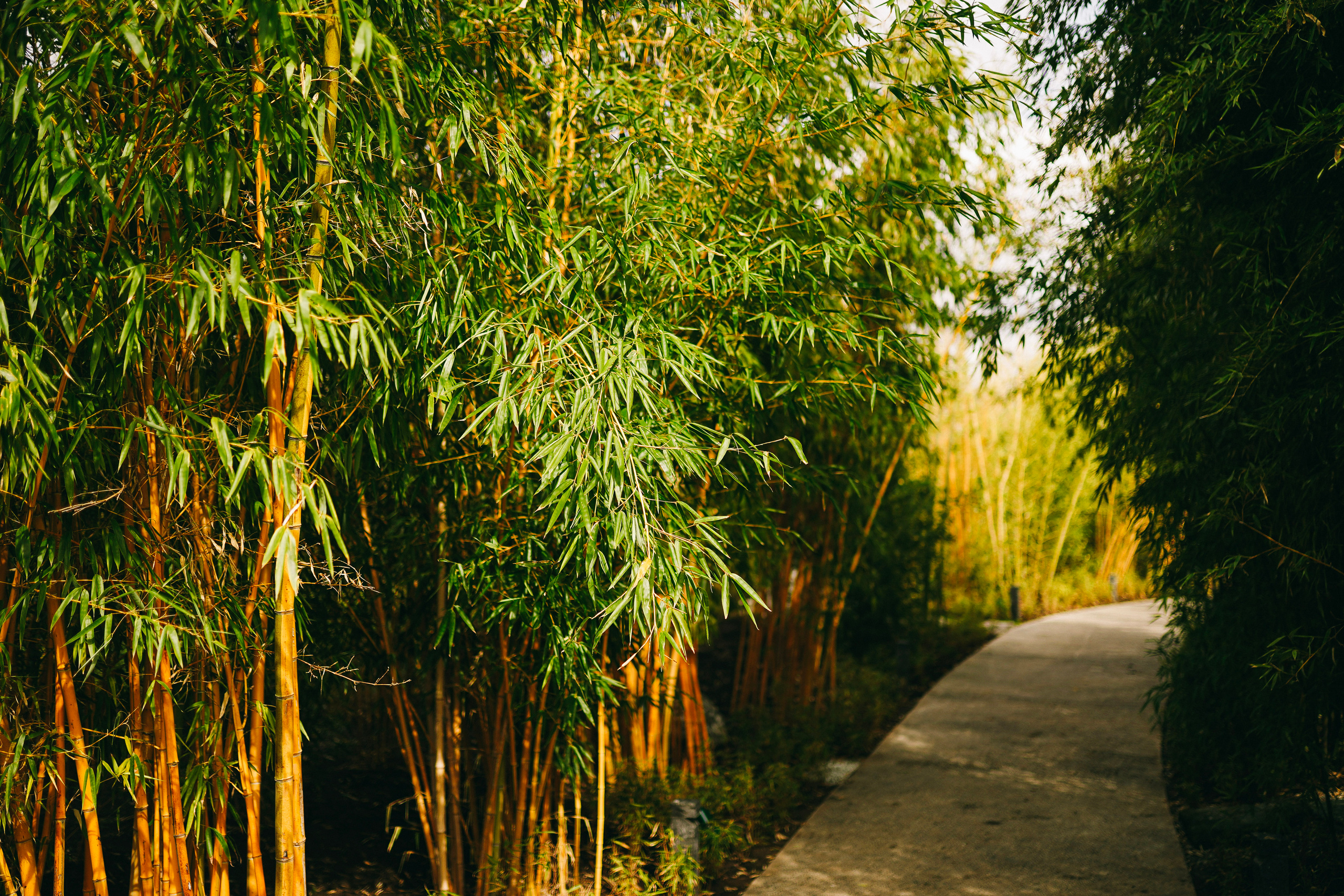Японский сад. Фотограф с психологическим образованием