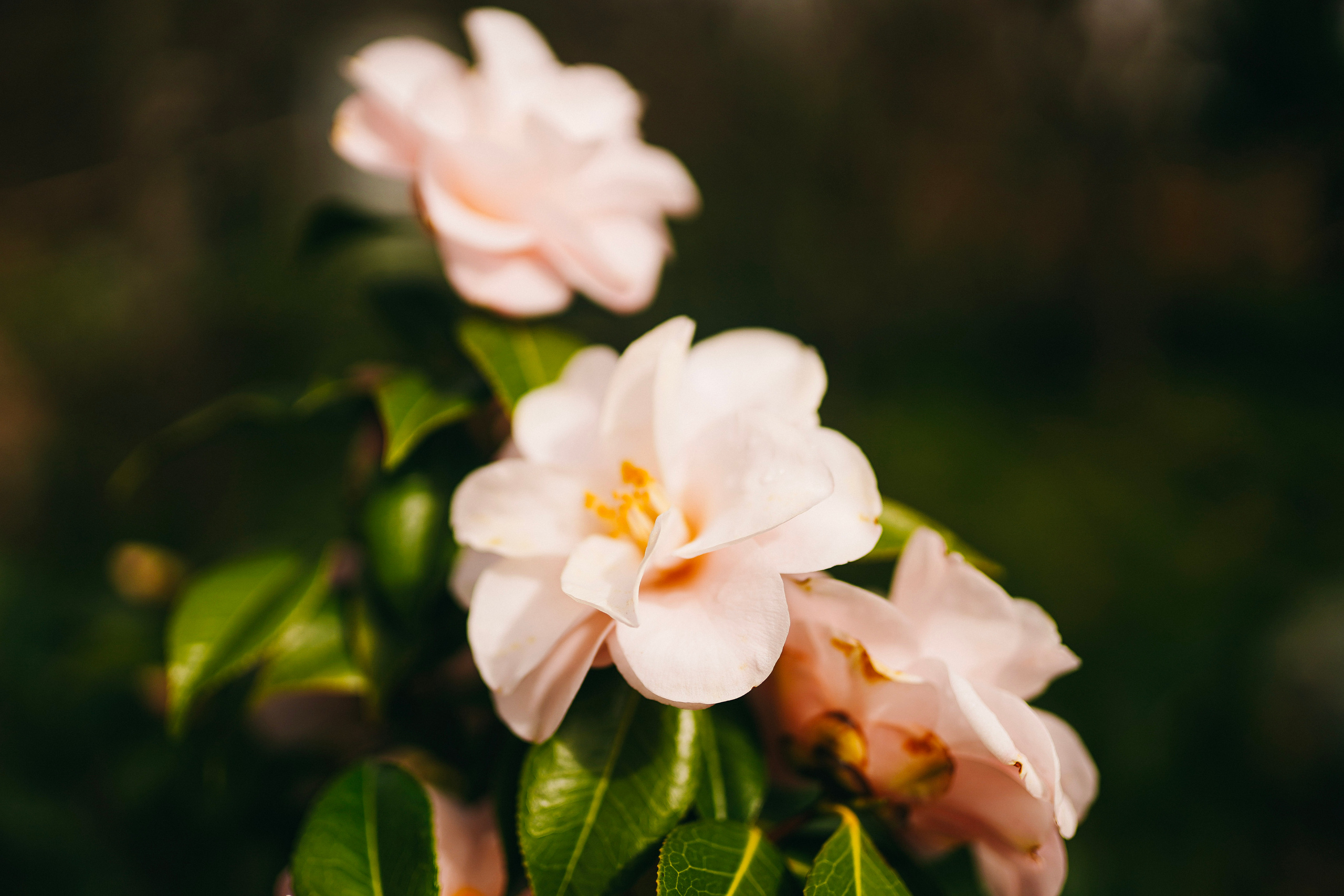 Японский сад. Фотограф с психологическим образованием