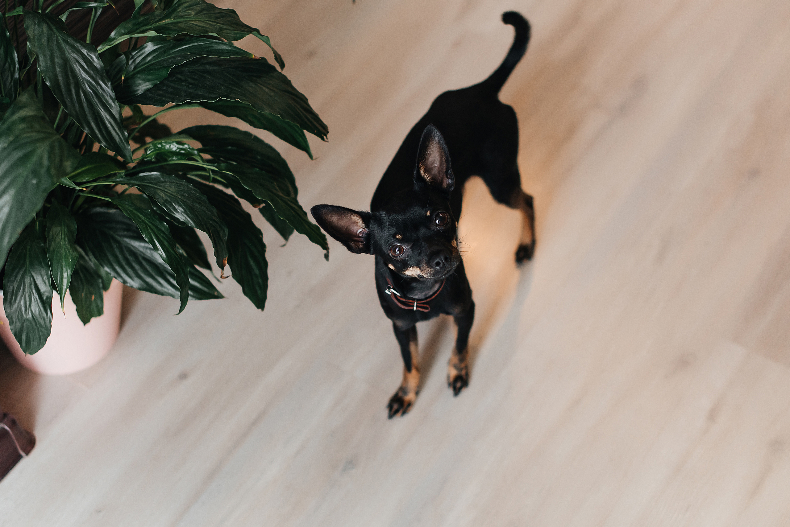 Дима и Лена | 2021. Свадебный фотограф в Крыму Александр Богомазов