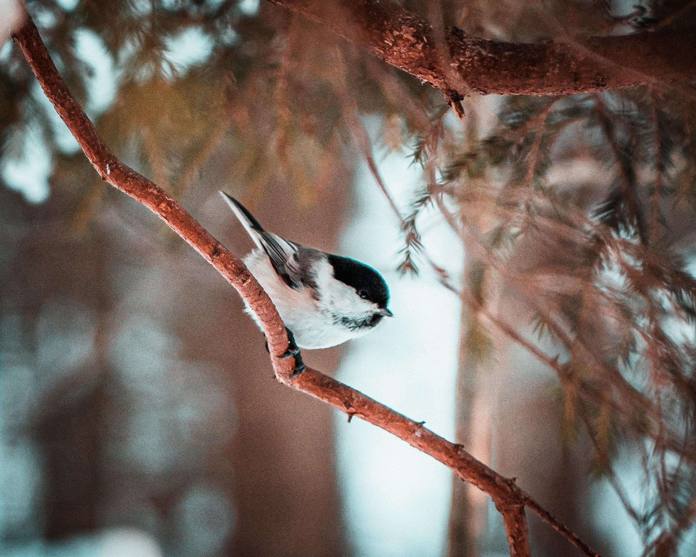 Природа. Алексей Савельев — фотограф