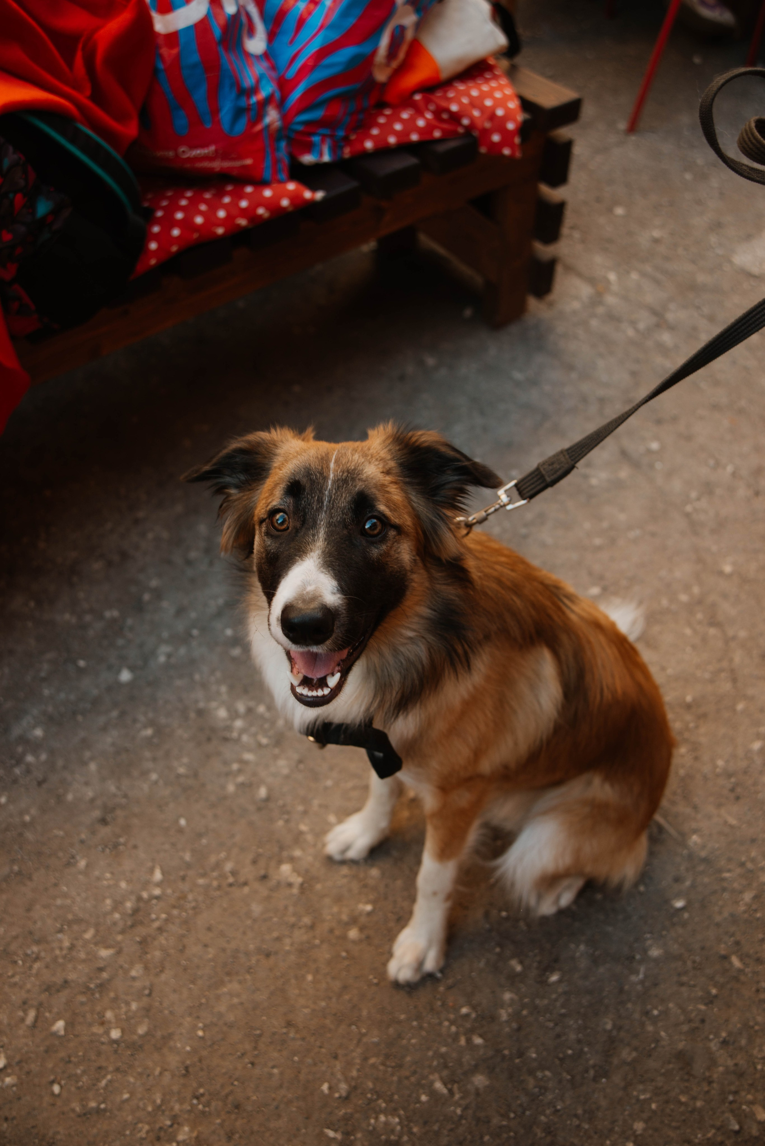 Дог-вечеринка на летнике «Кутёж». Ксения Glossa. Портретный и репортажный фотограф в Самаре