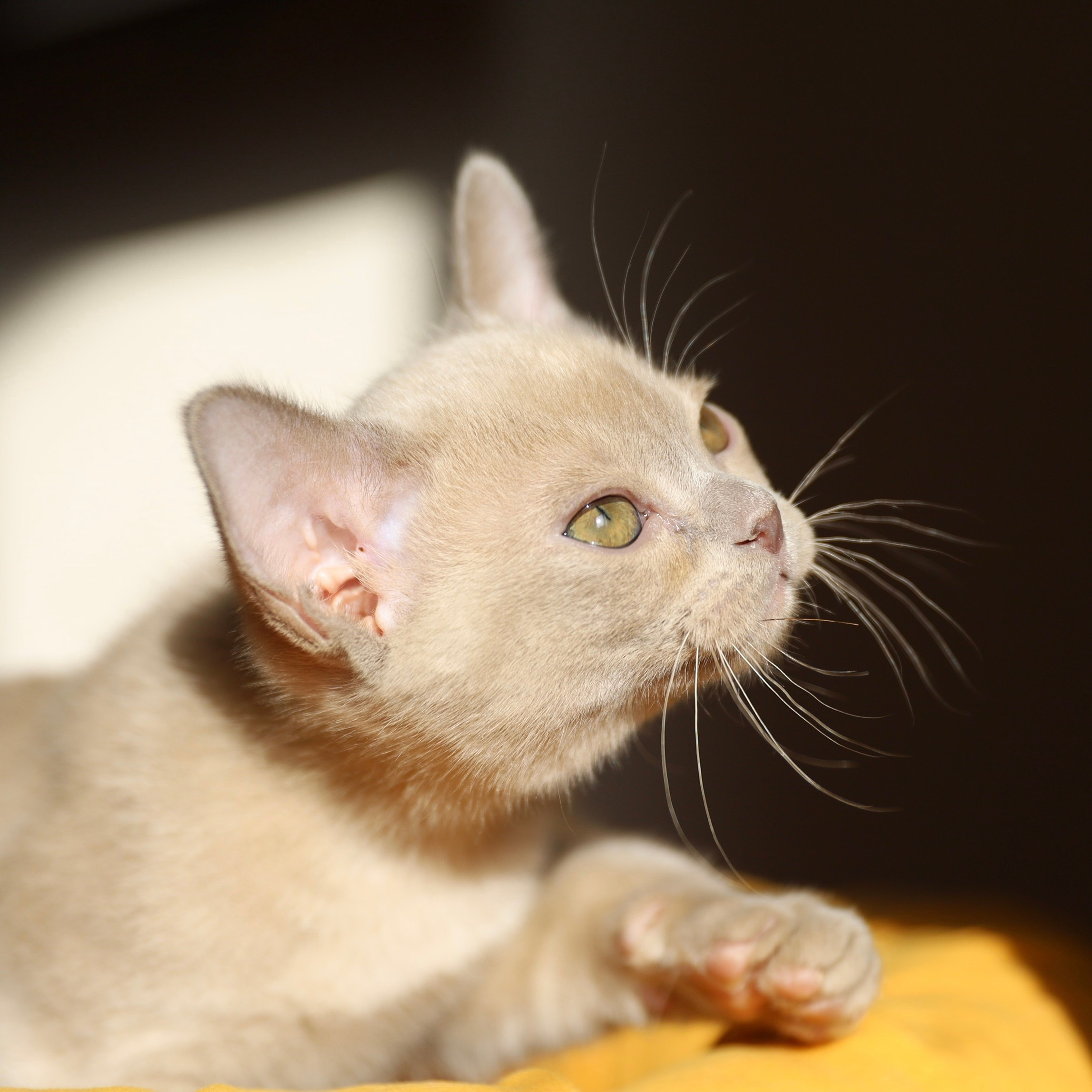 В. Cash. Cattery “Bouncy Life”