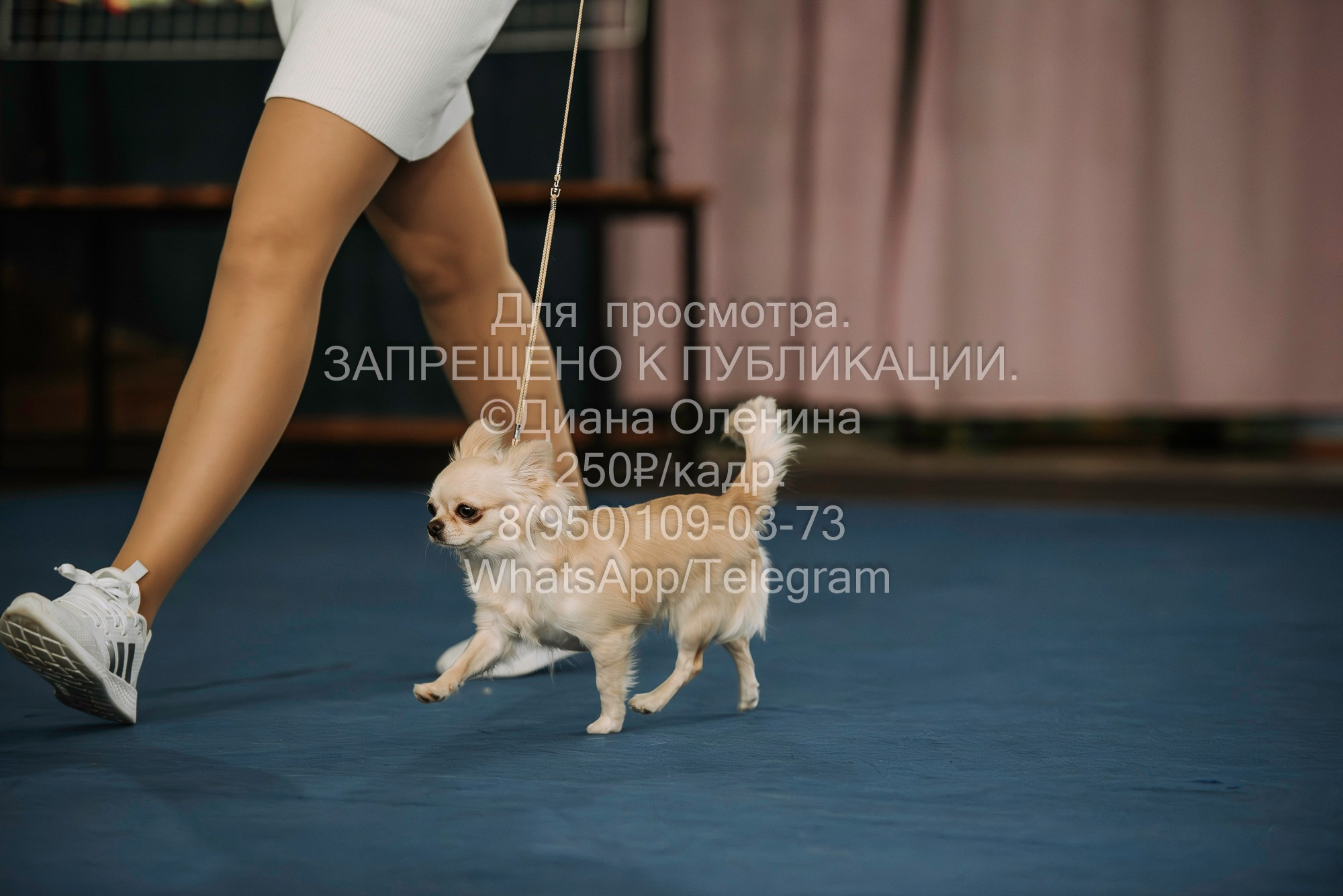 Выставка собак Красноярск 29.10.2023. Фотограф Диана Оленина Красноярск / Братск