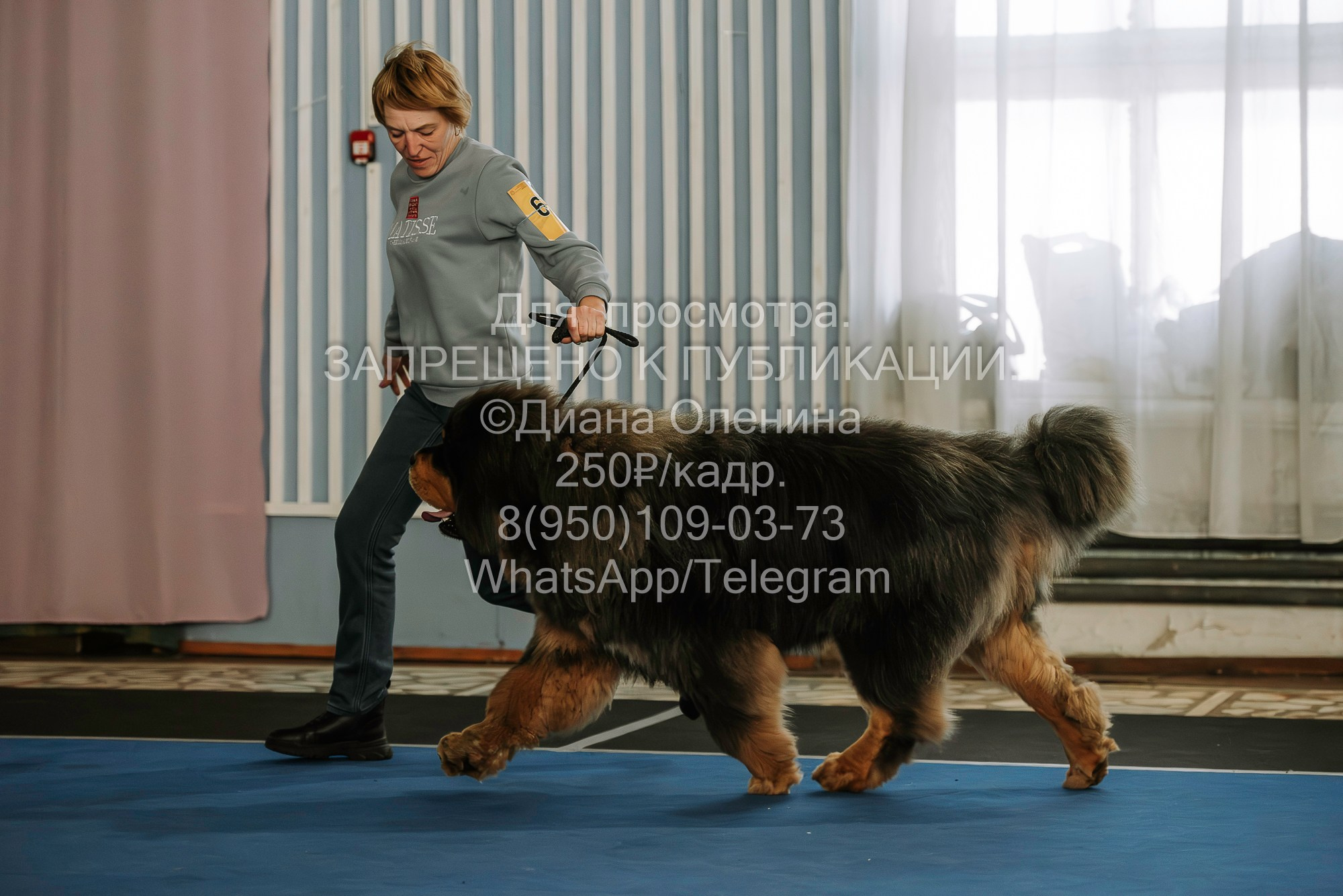 Выставка собак Красноярск 29.10.2023. Фотограф Диана Оленина Красноярск / Братск