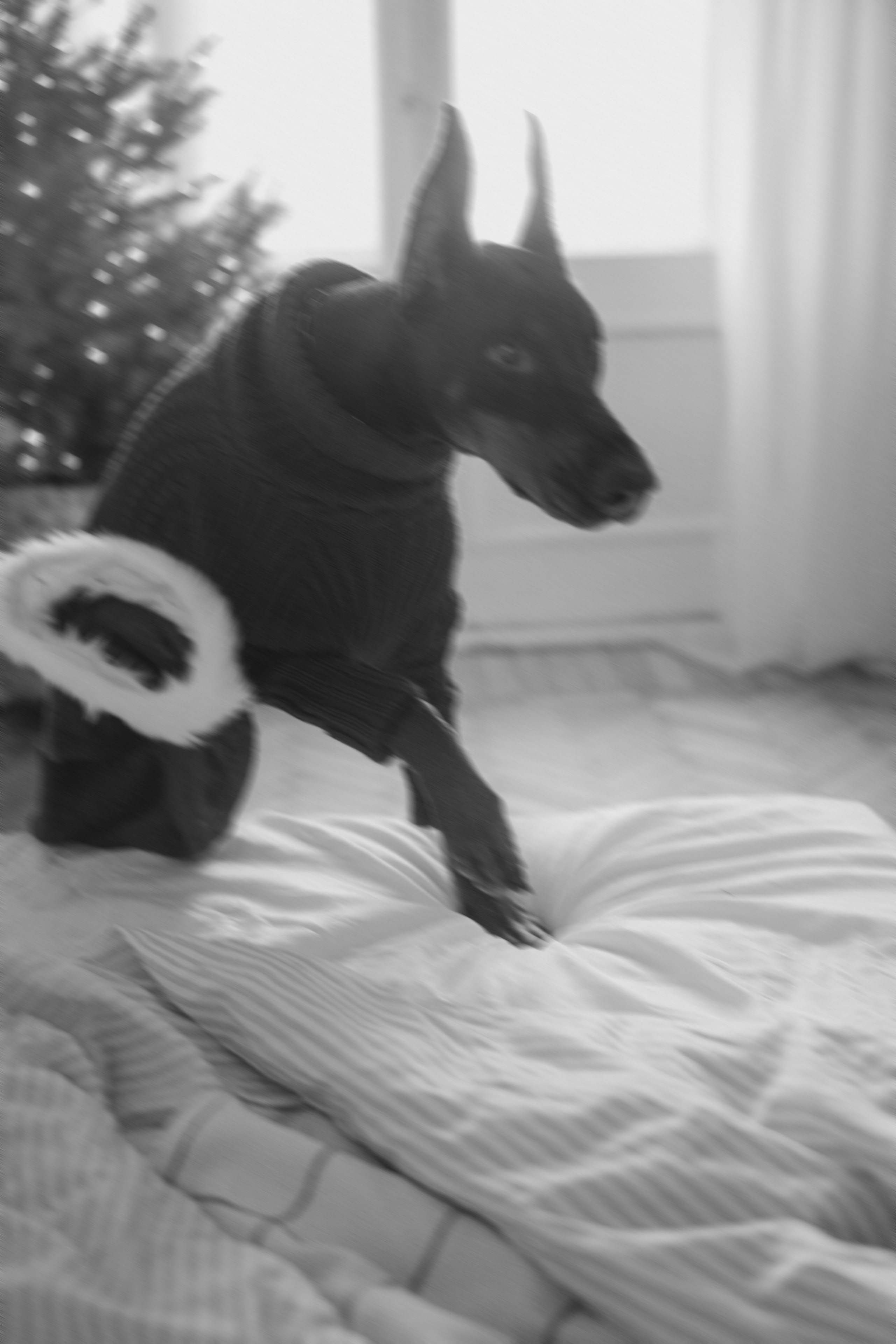 Саша и Асти. Фотограф анималист в Москве и Санкт-Петербурге Свиридова Анна