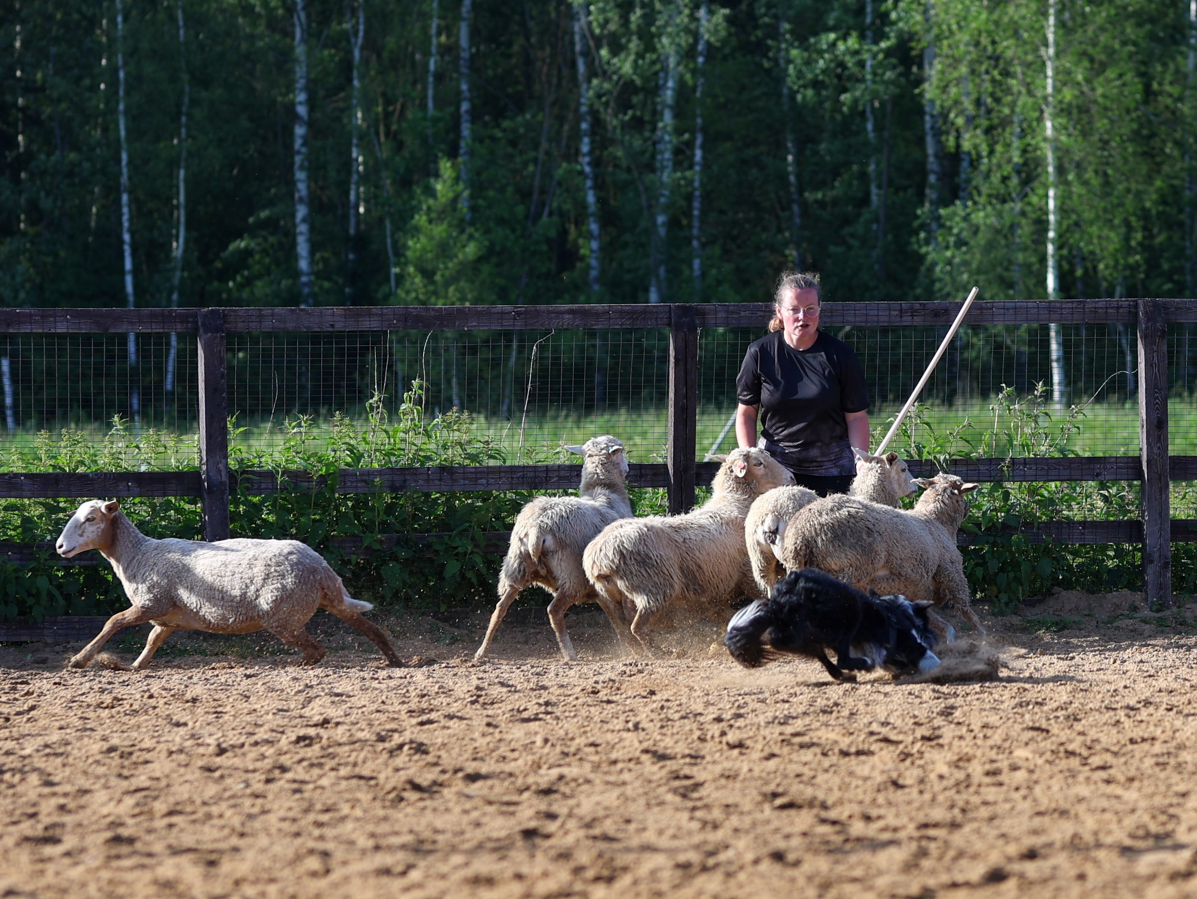 Пастьба. Фотограф-анималист в Москве Кириллова Татьяна