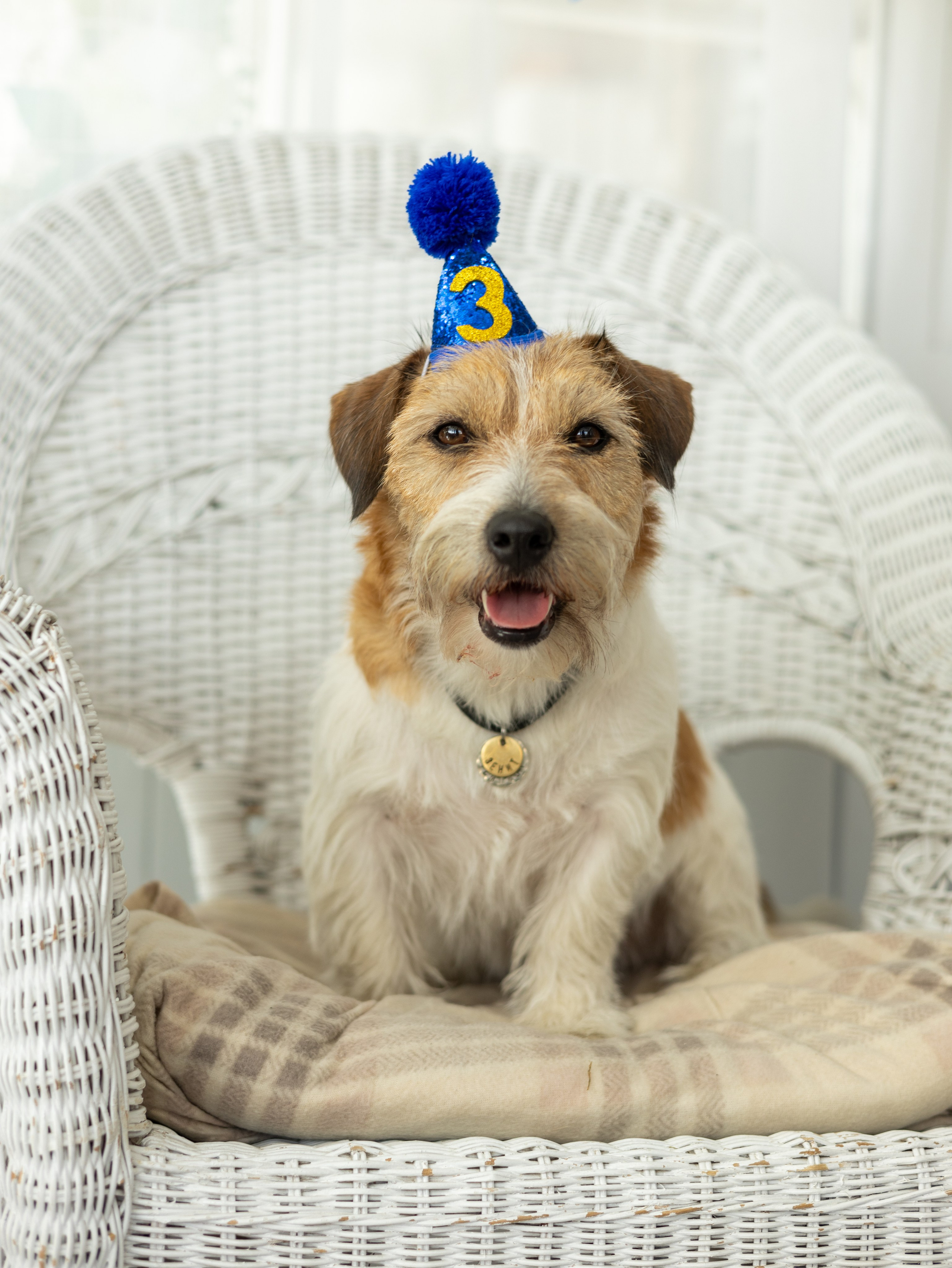 День рождение Зенита. Фотограф-анималист в Москве Кириллова Татьяна