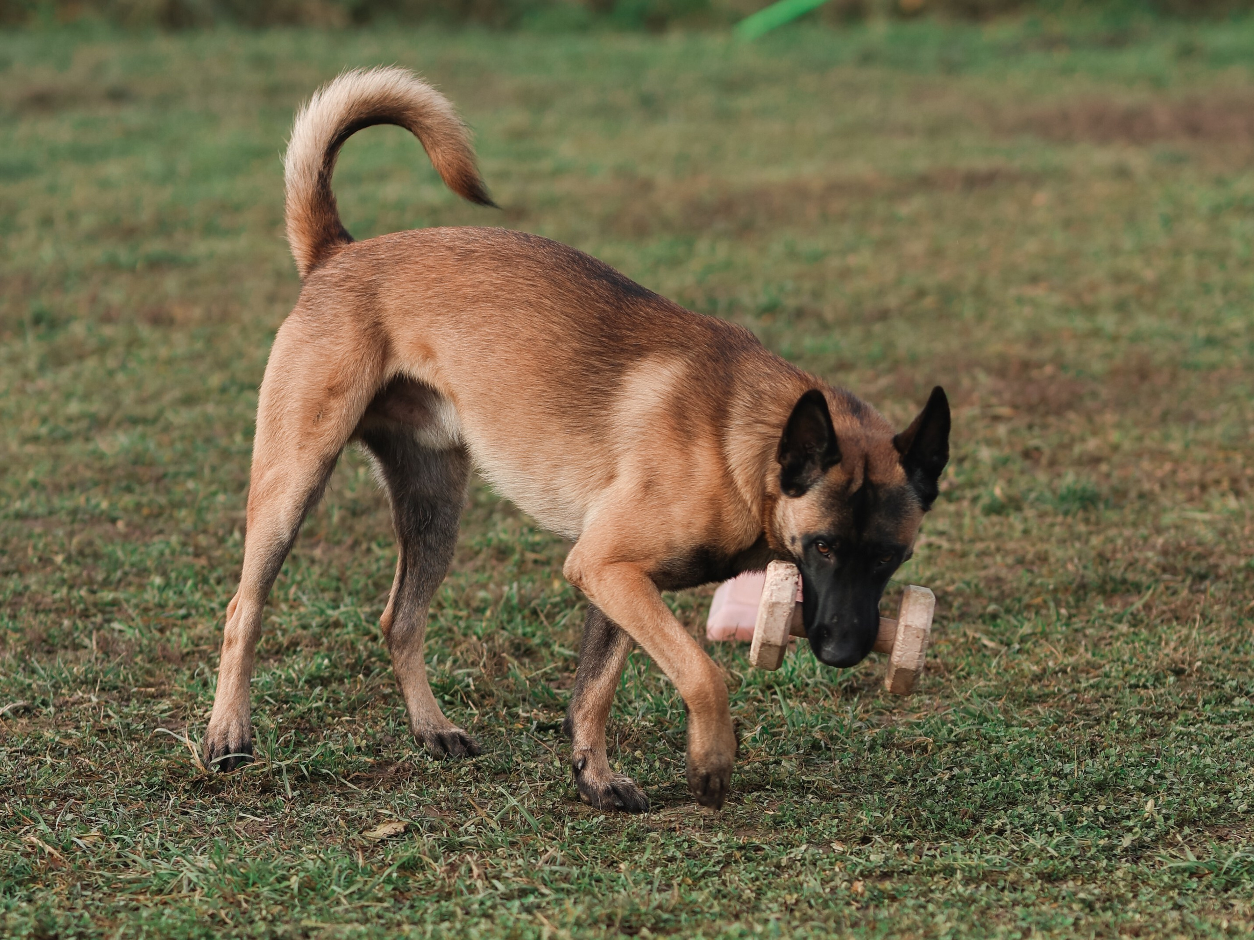 Соревнования BH. Фотограф-анималист в Москве Кириллова Татьяна