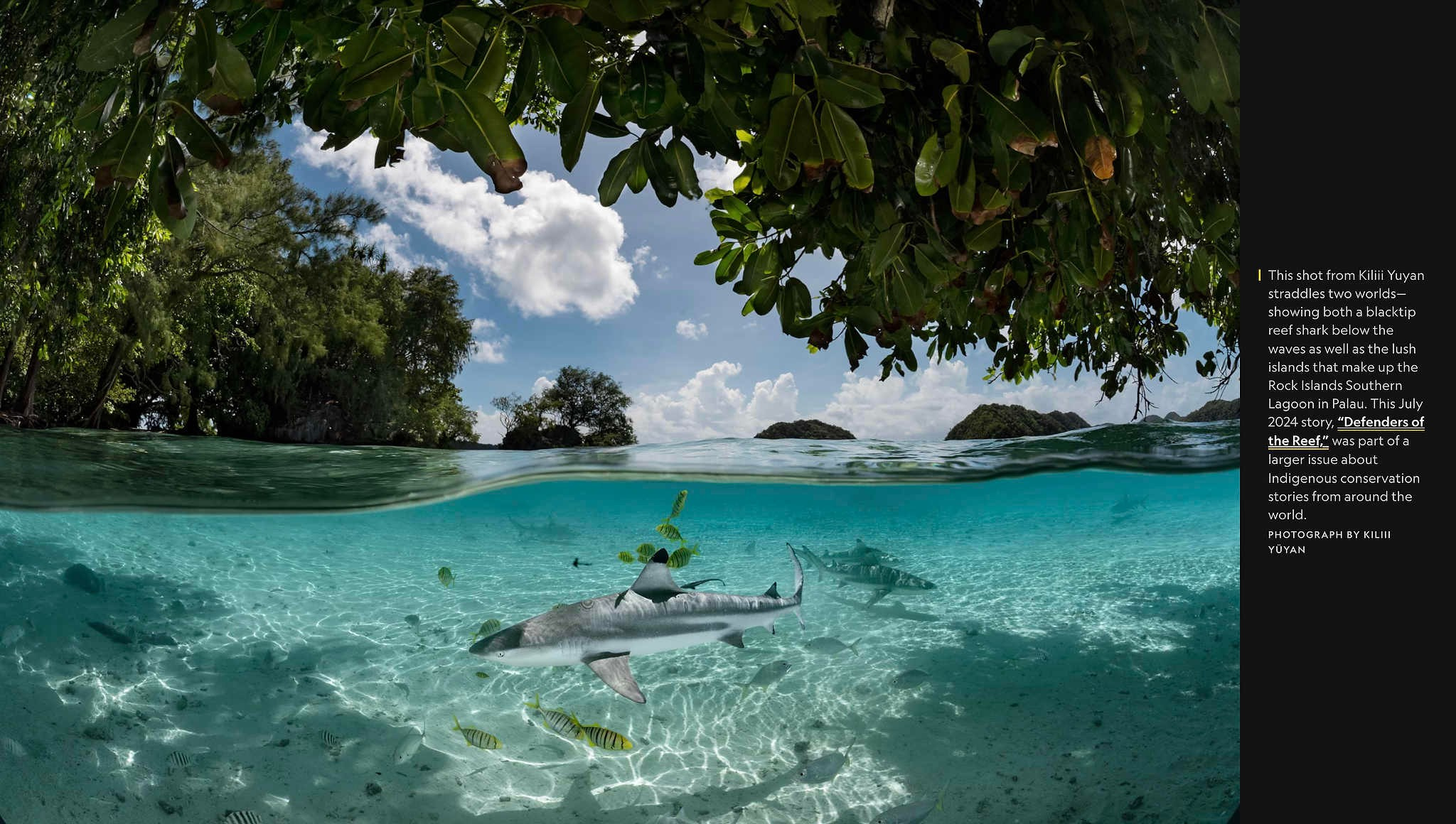 2024 год в объективе фотографов National Geographic. Фотограф Михаил Мордасов, Сочи. Мероприятия, портреты, спорт, репортаж