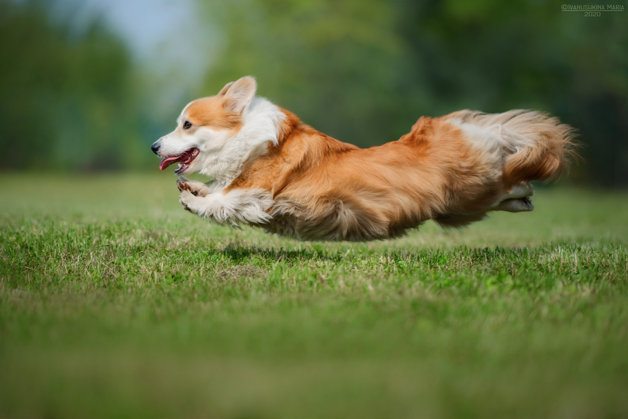 корги флаффи бежит