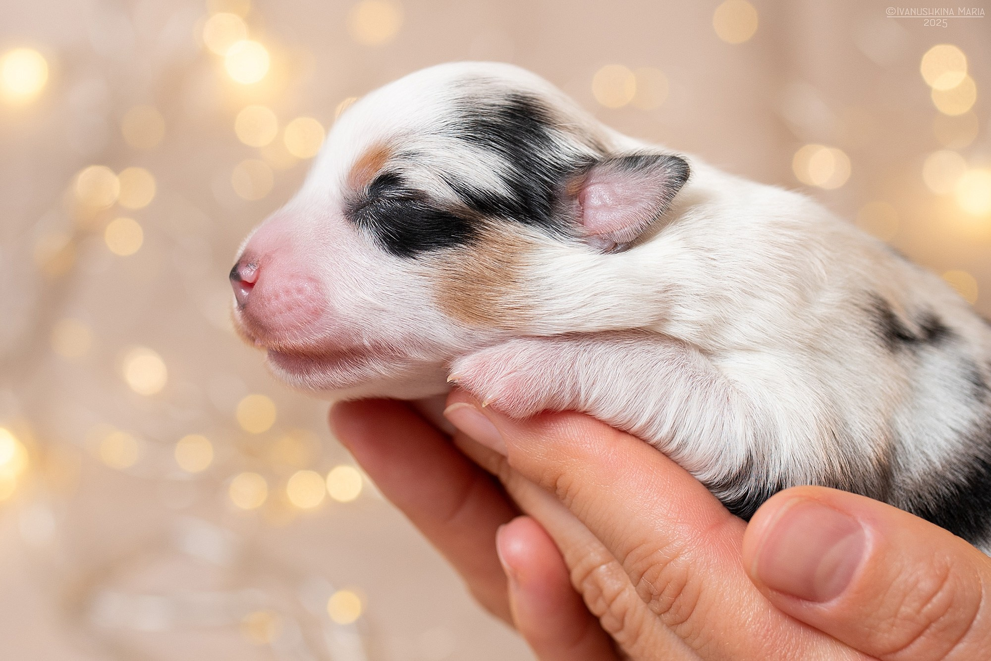 Ньюборн фотосессия щенков. Фотограф собак в Москве и Московской области Иванушкина Мария