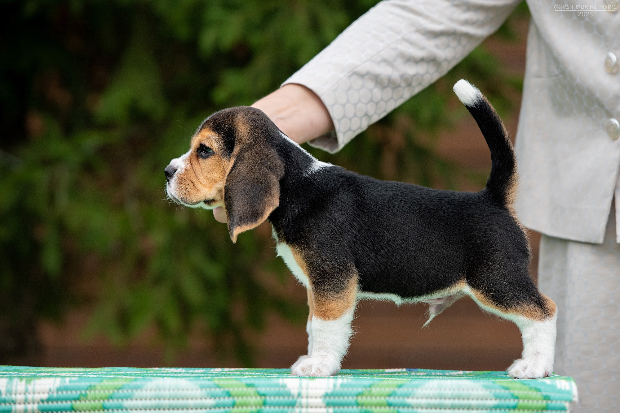 Экстерьерная фотосессия собаки. Фотограф собак в Москве и Московской области Иванушкина Мария