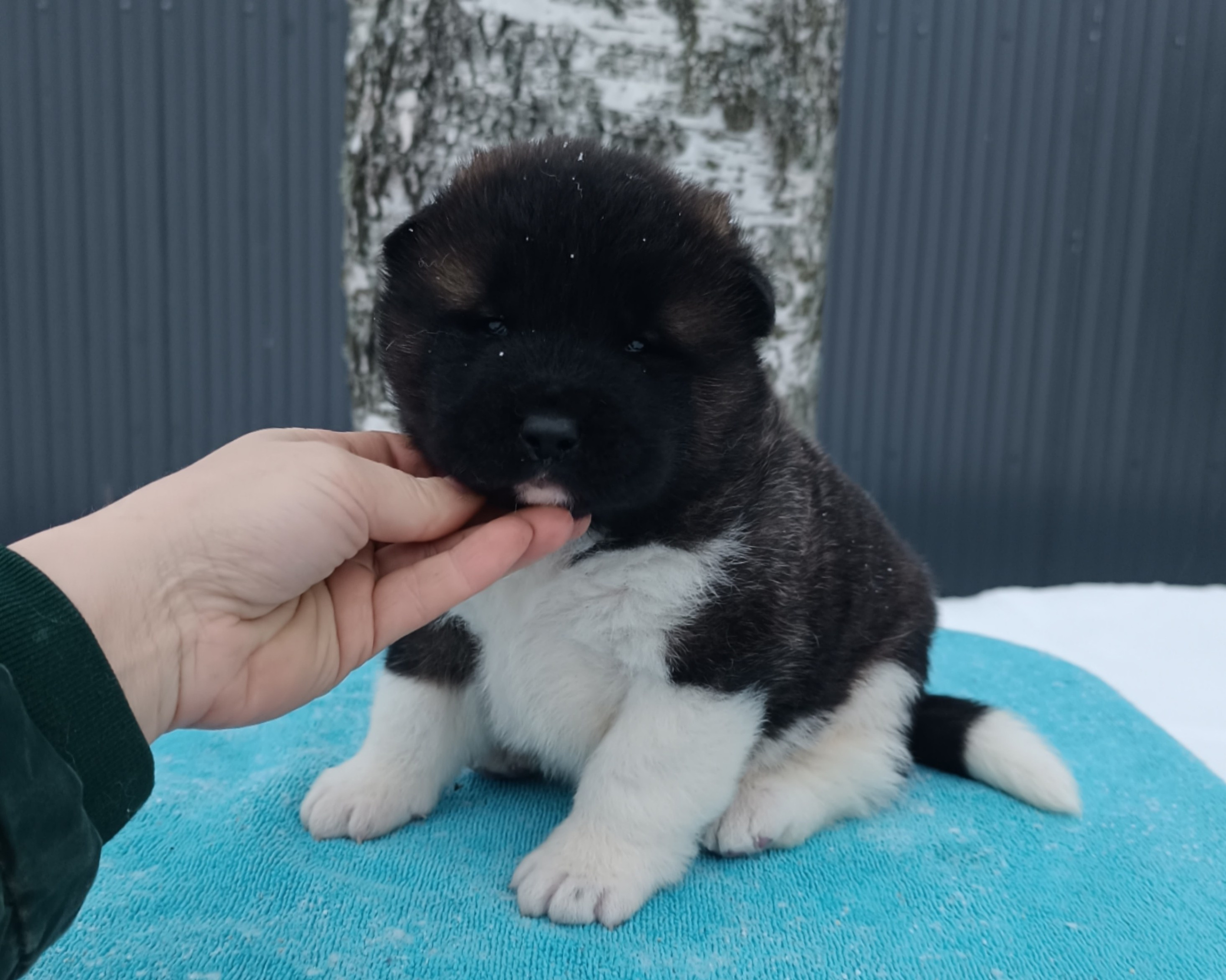 Американская акита  щенки питомник Санкт-Петербург клубные щенки Американская акита питомник RUBYLIGHT Рубилайт купить щенка американской акиты