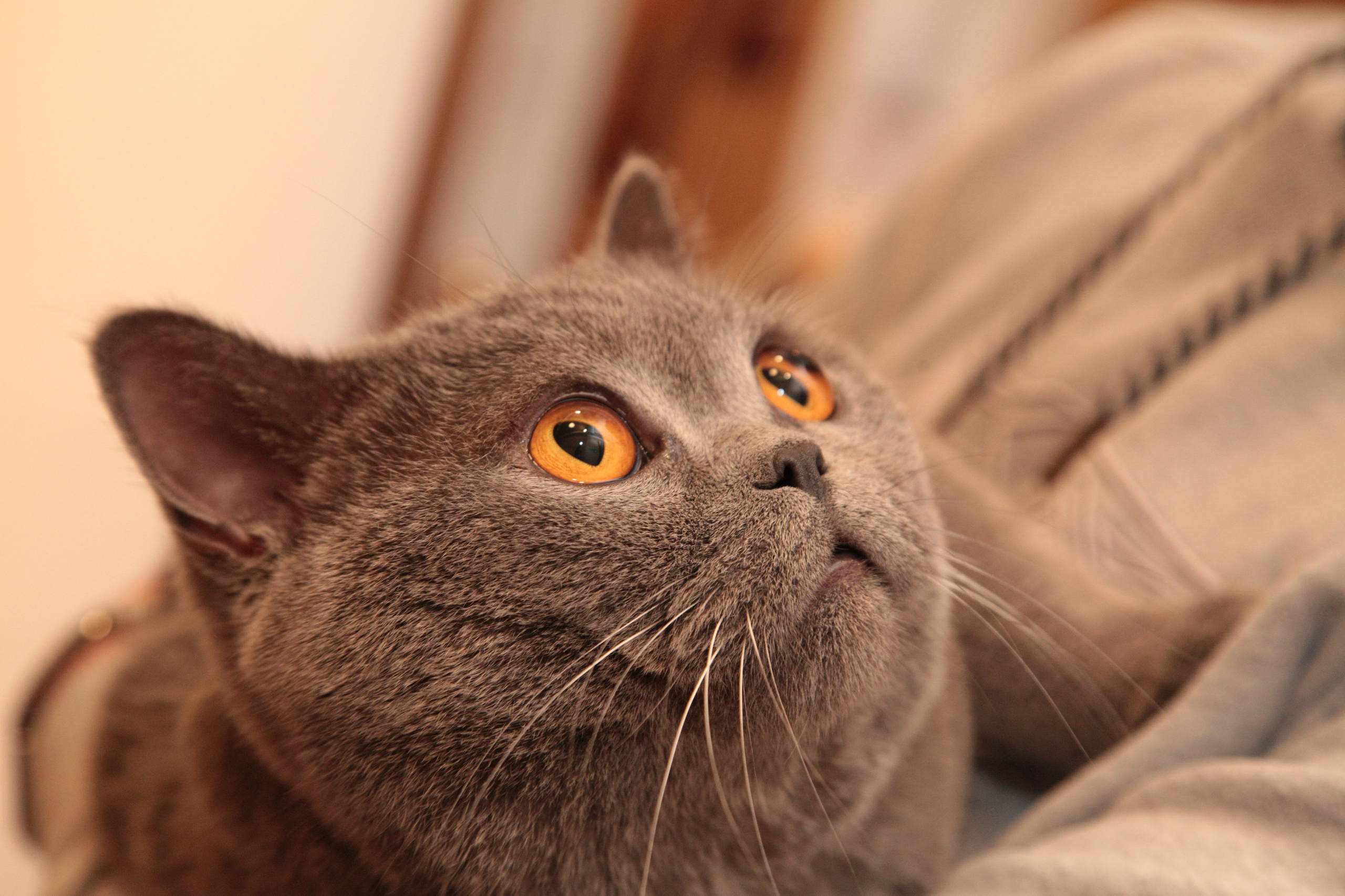 Фото Животных. Студия Максима Белослюдцева