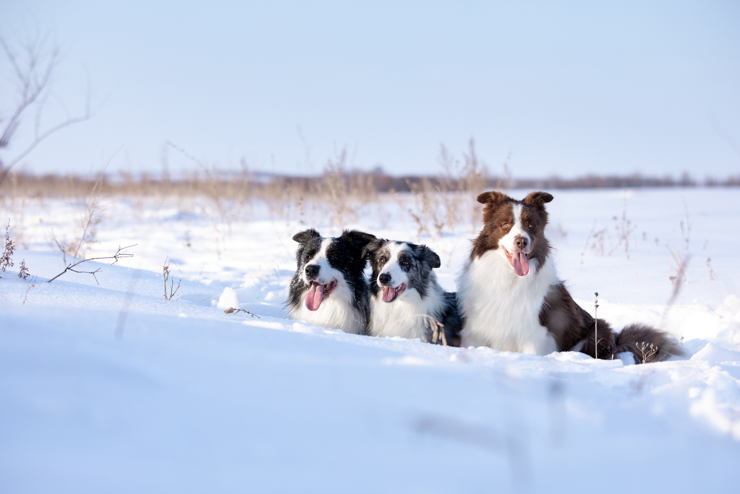 Мороз и солнце. О нас