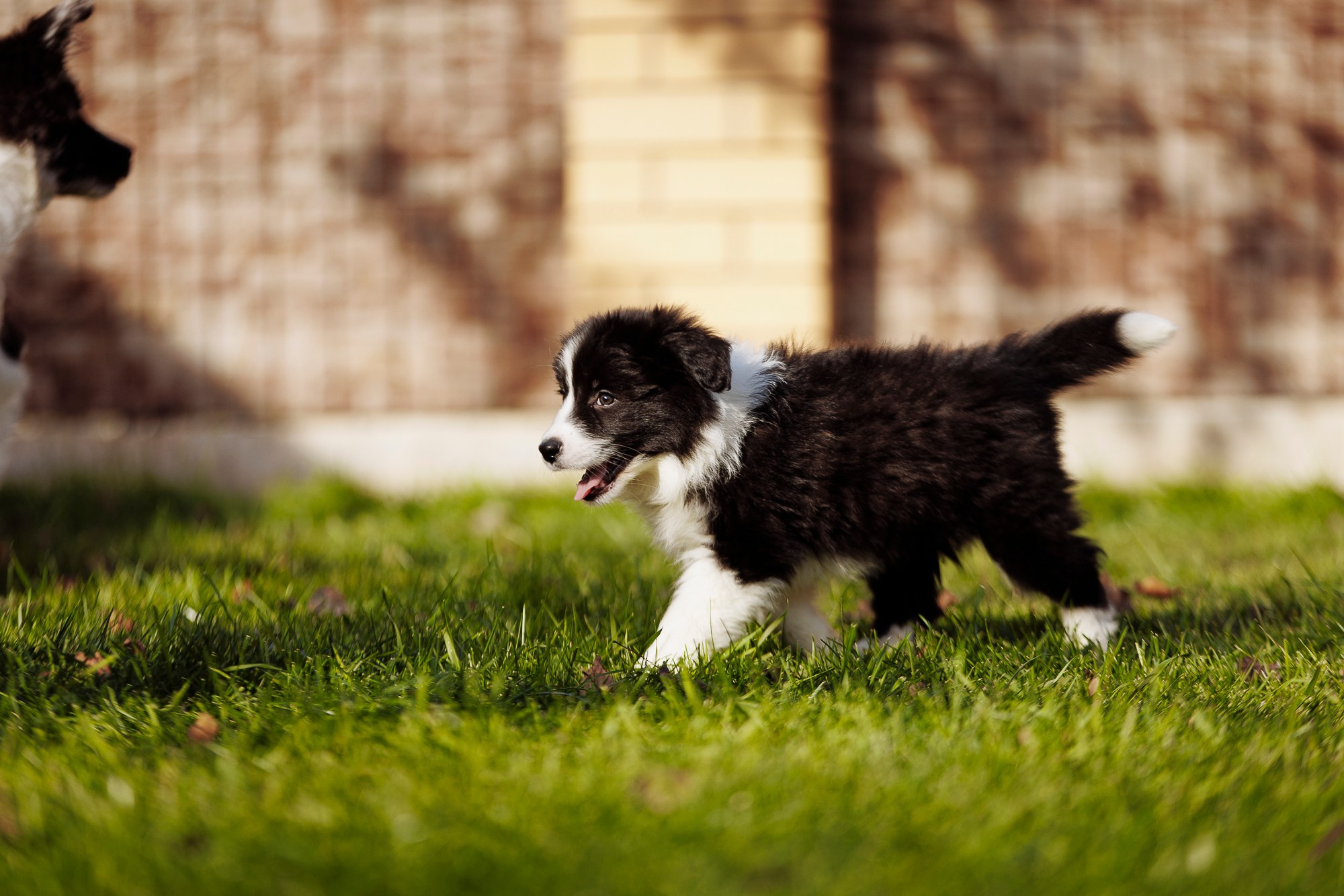 У дома с большой компанией от мала до велика. О нас