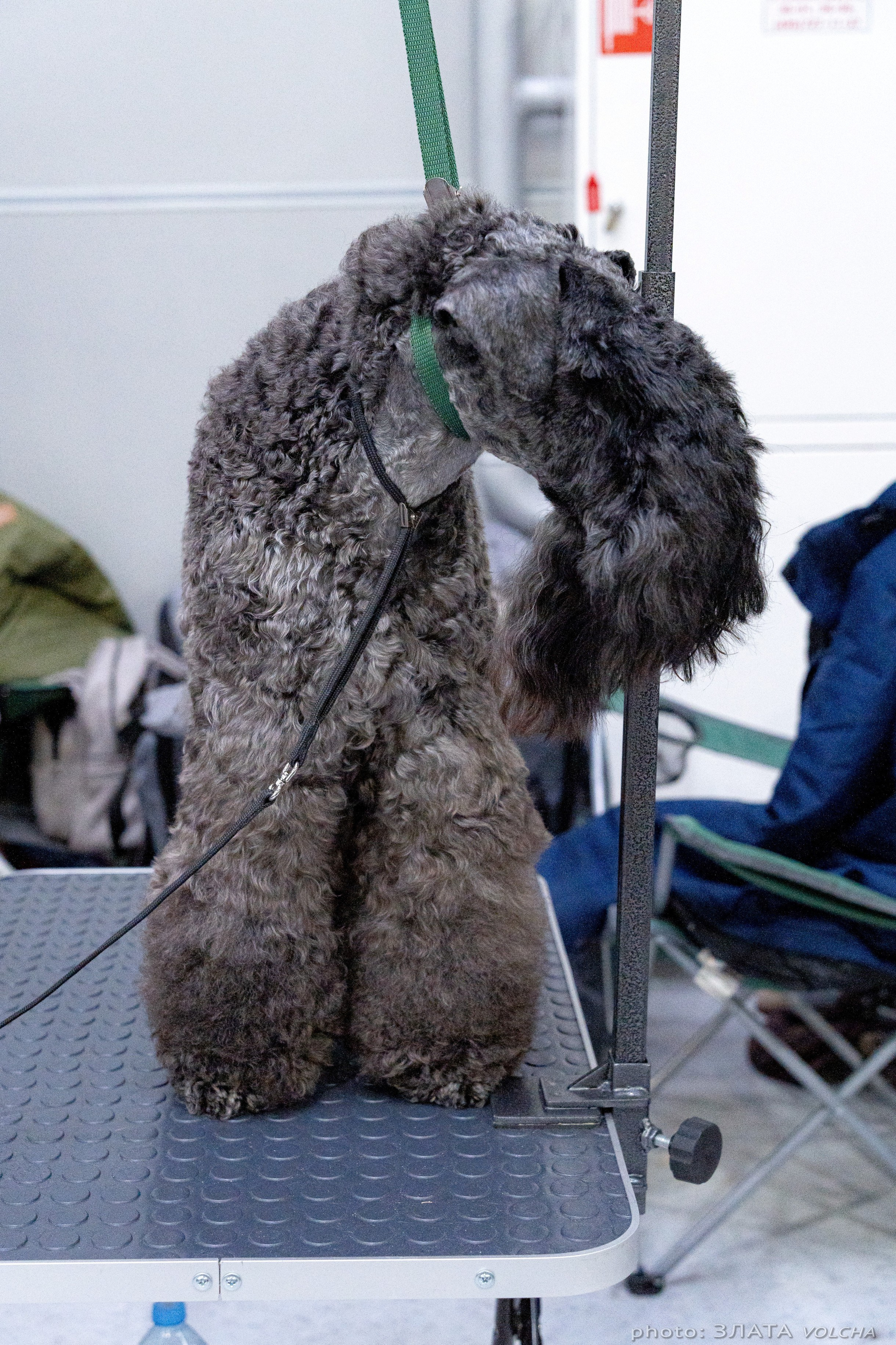 Животные. Фото, видео, монтаж