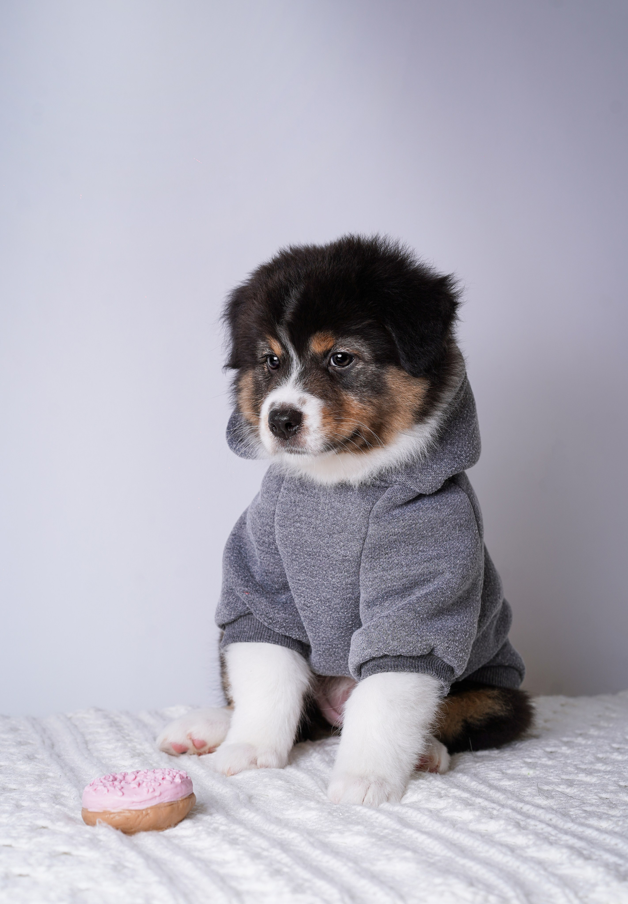 Щенки аусси. Фотограф-анималист в Санкт-Петербурге Яна Мартынова