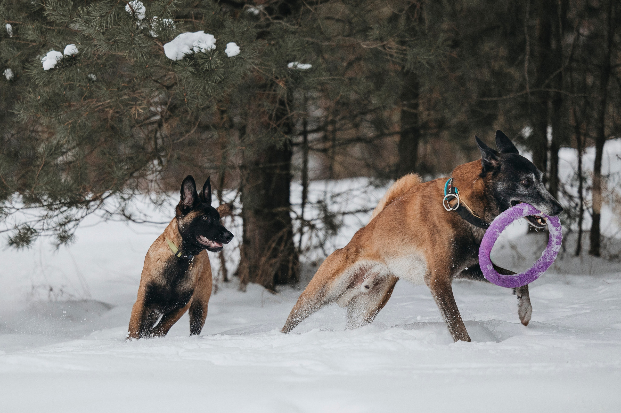 Даша, Омен, Айс и Рицу. Фотограф-анималист Анна Маринич