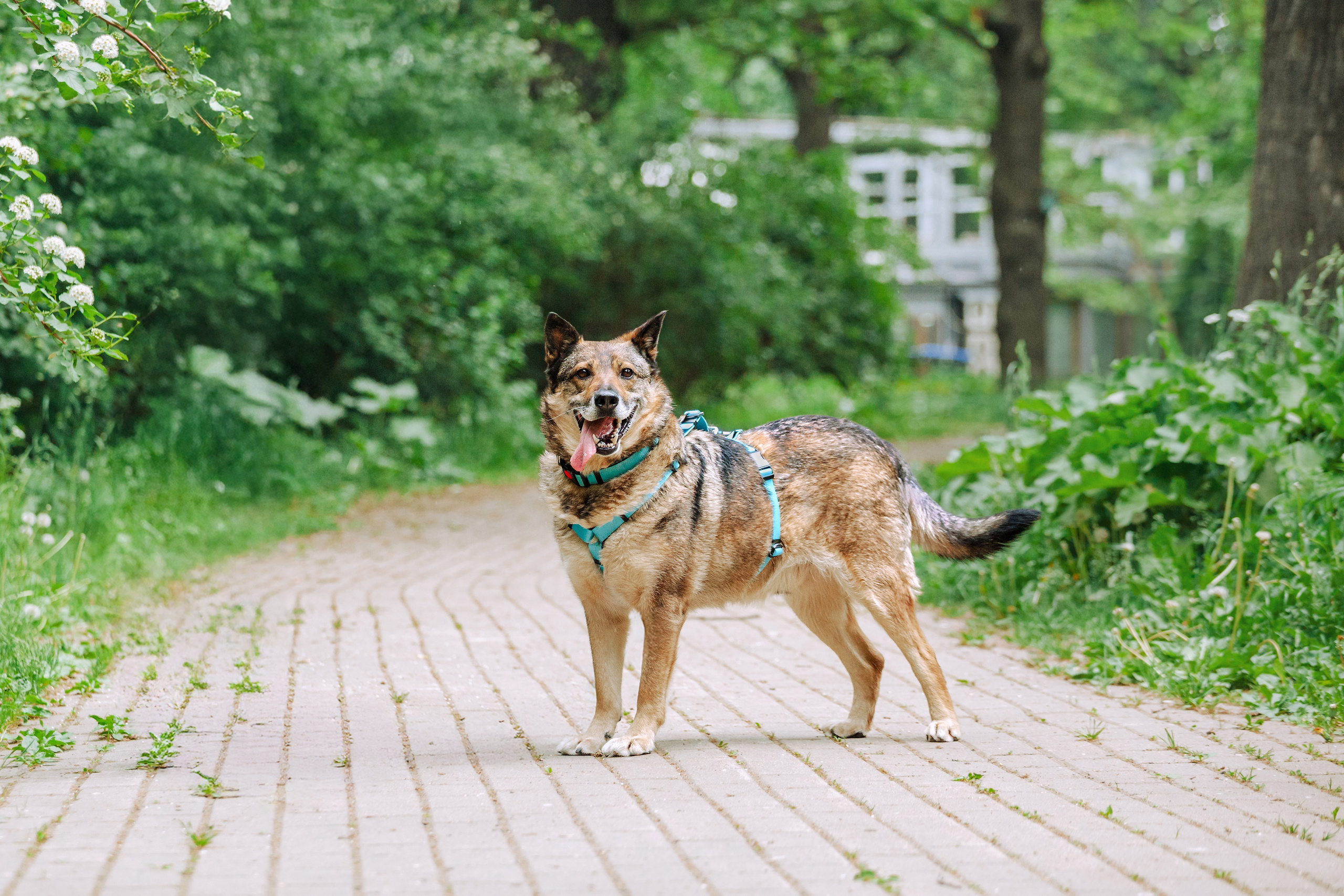 Собаки из приюта Дубовая роща лето 2025. Фотограф-анималист Татьяна Степанова
