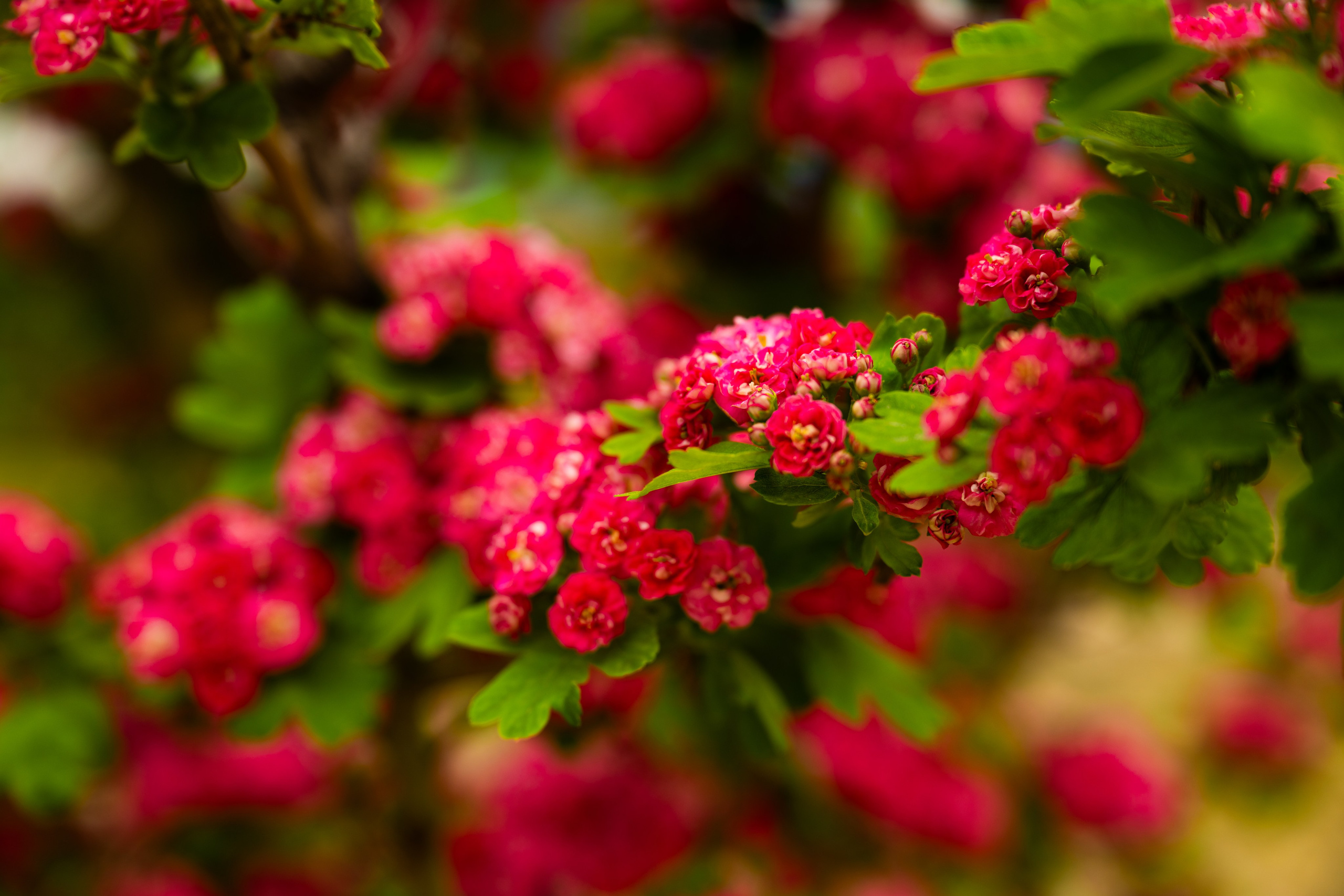 Выездные и прогулочные фотосессии. Морские, Street. Студийный и свадебный фотограф и видеограф в Севастополе — Юлия Макаренко