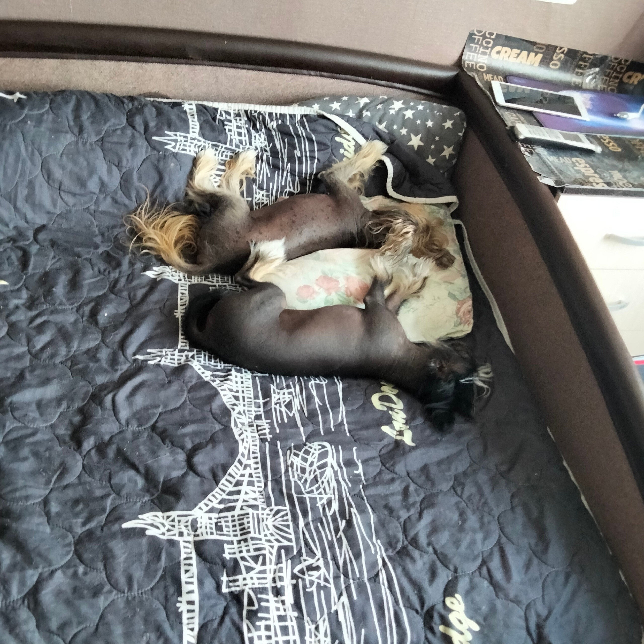 Poale Ell Vinsent. Chinese Crested Dog Kennel Poale Ell