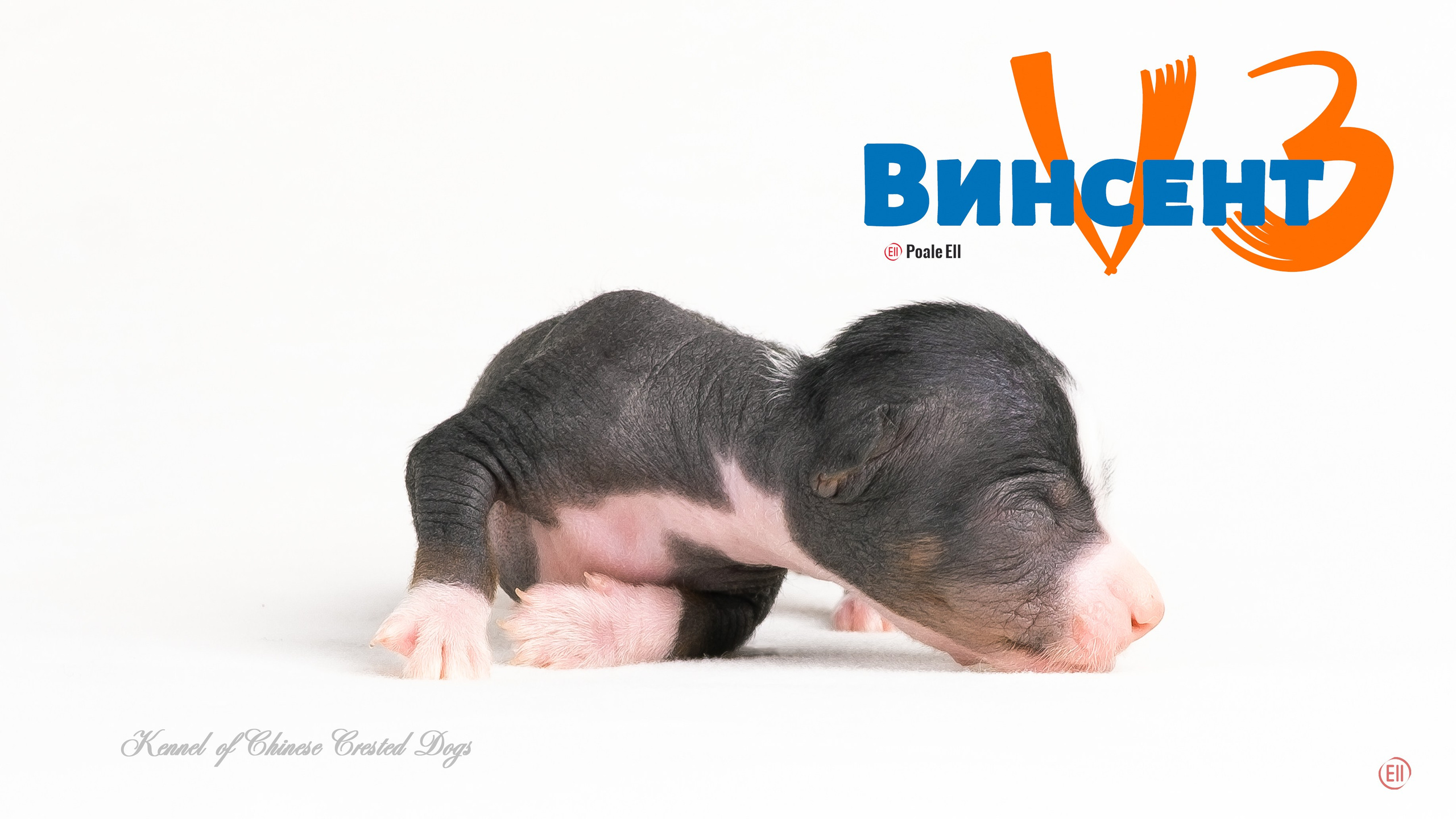 Poale Ell Vinsent. Chinese Crested Dog Kennel Poale Ell