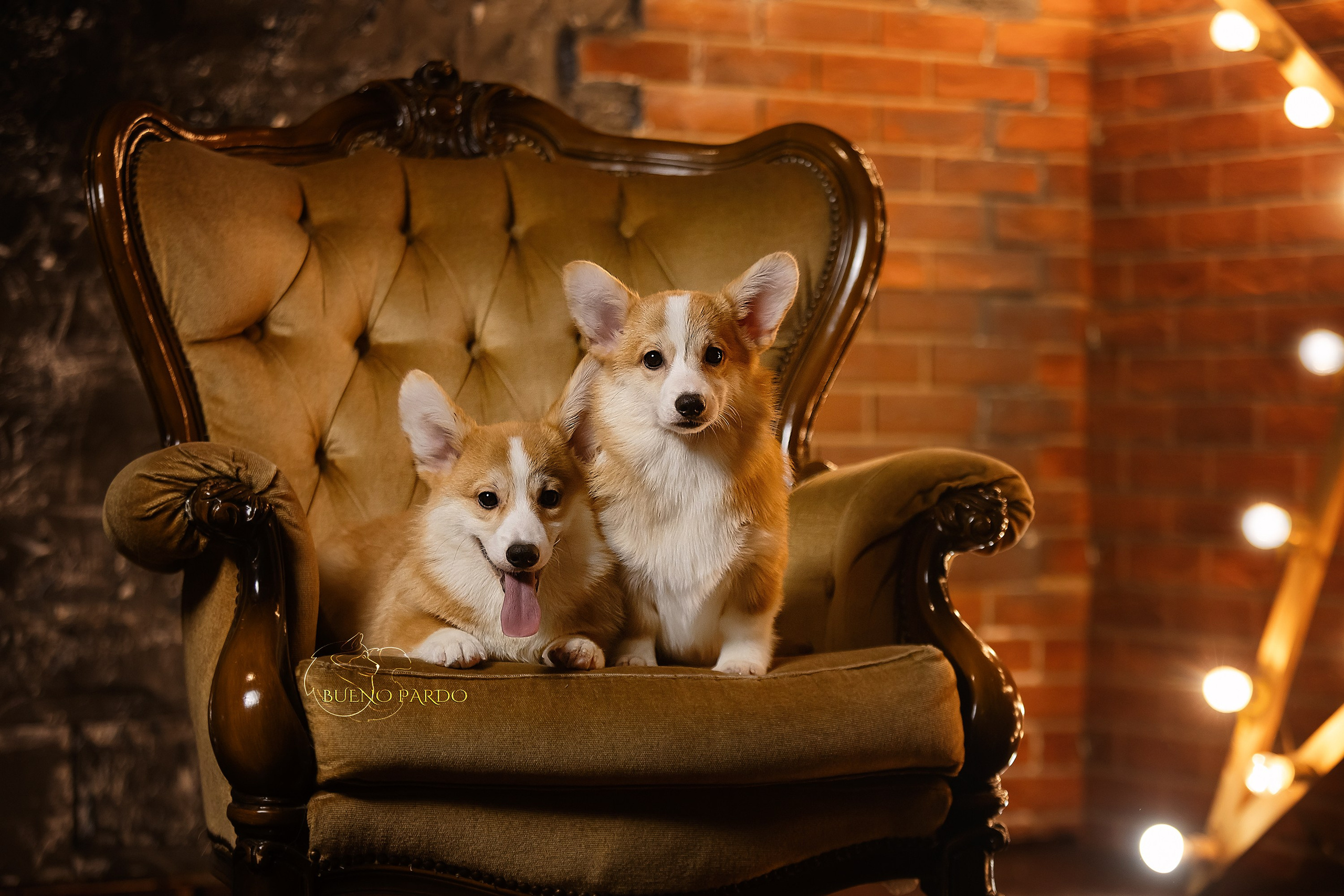 А — Кола и Цесей. Kawaii Kuma питомник собак пород Корги пемброк, Акита ину, Сиба