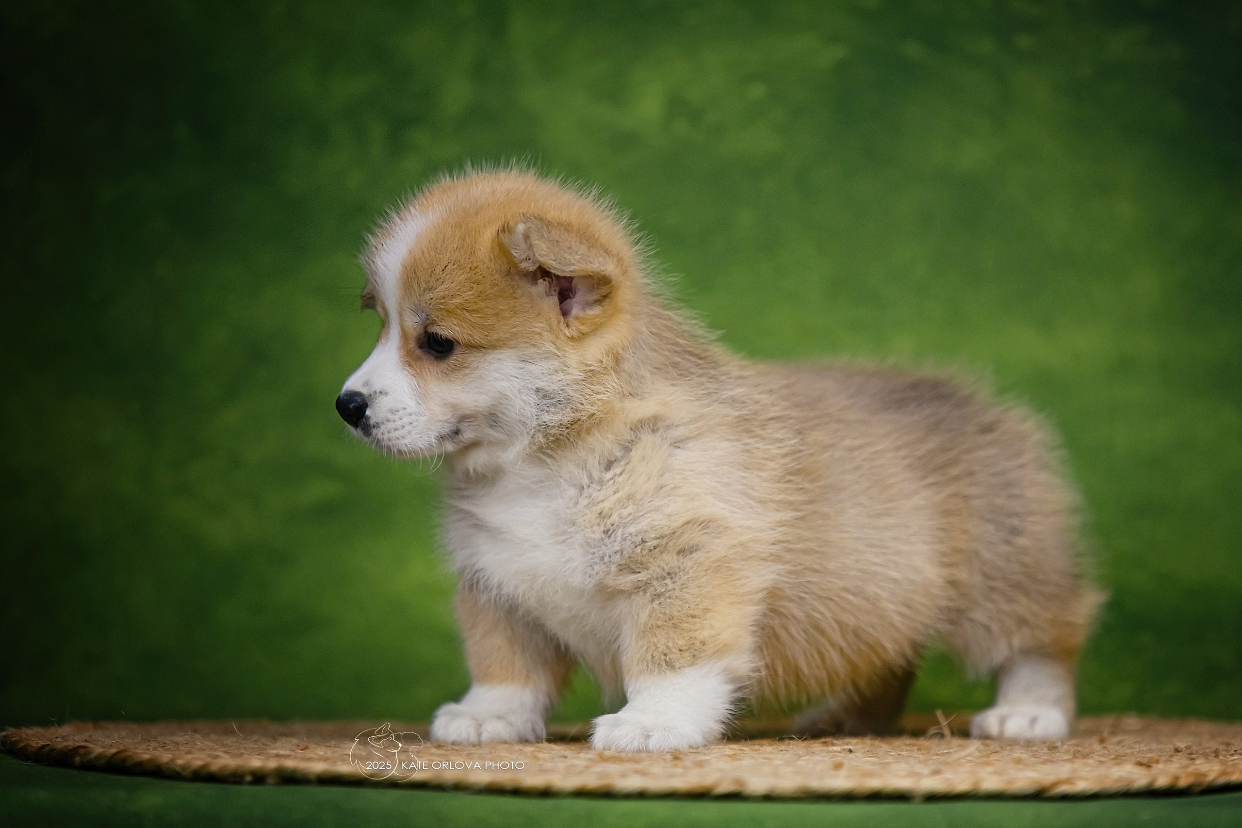 А — Кола и Цесей. Kawaii Kuma питомник собак пород Корги пемброк, Акита ину, Сиба