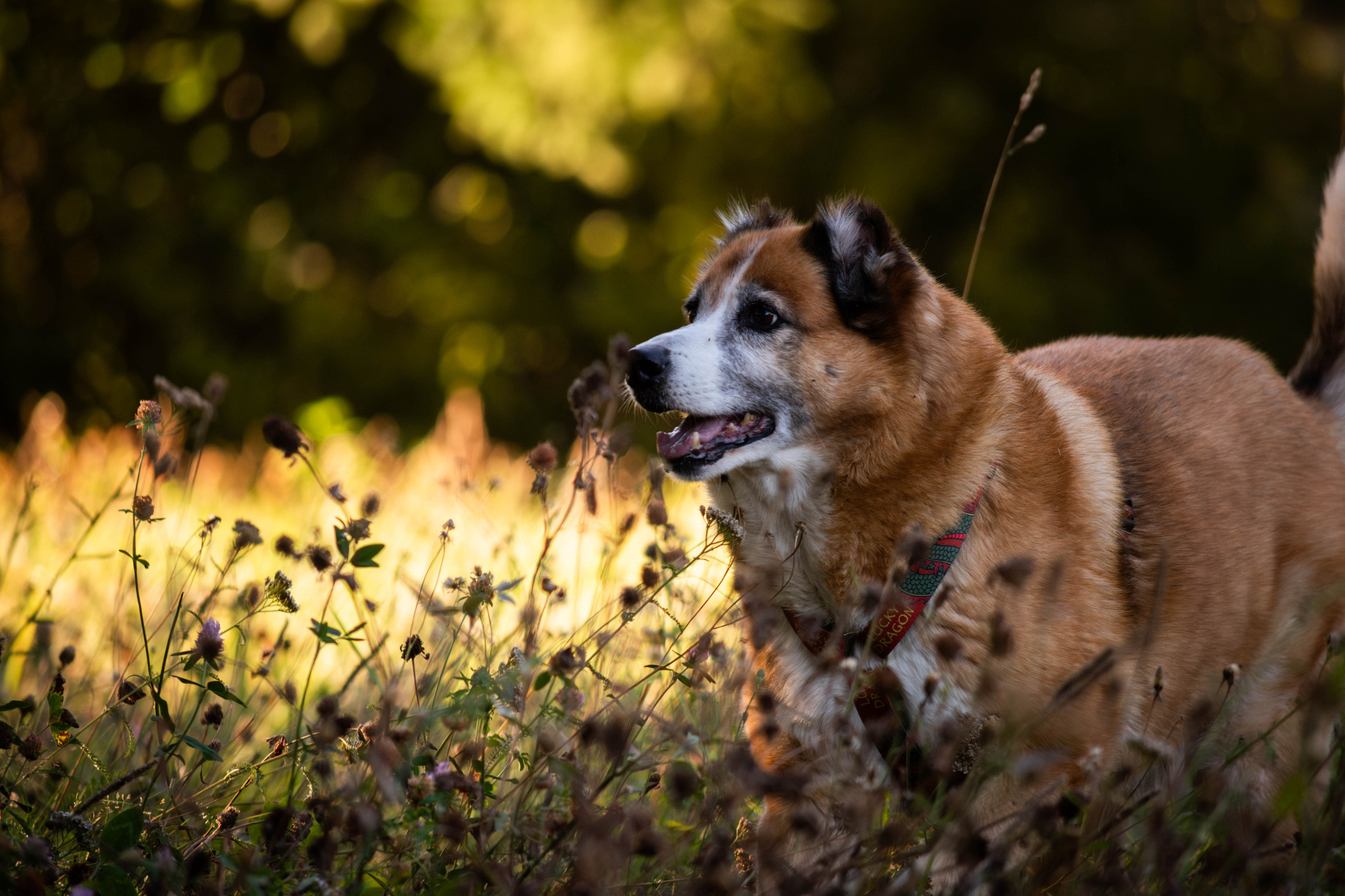 Ник и Полина. Фотограф Светлана Блинова, Москва и Московская область