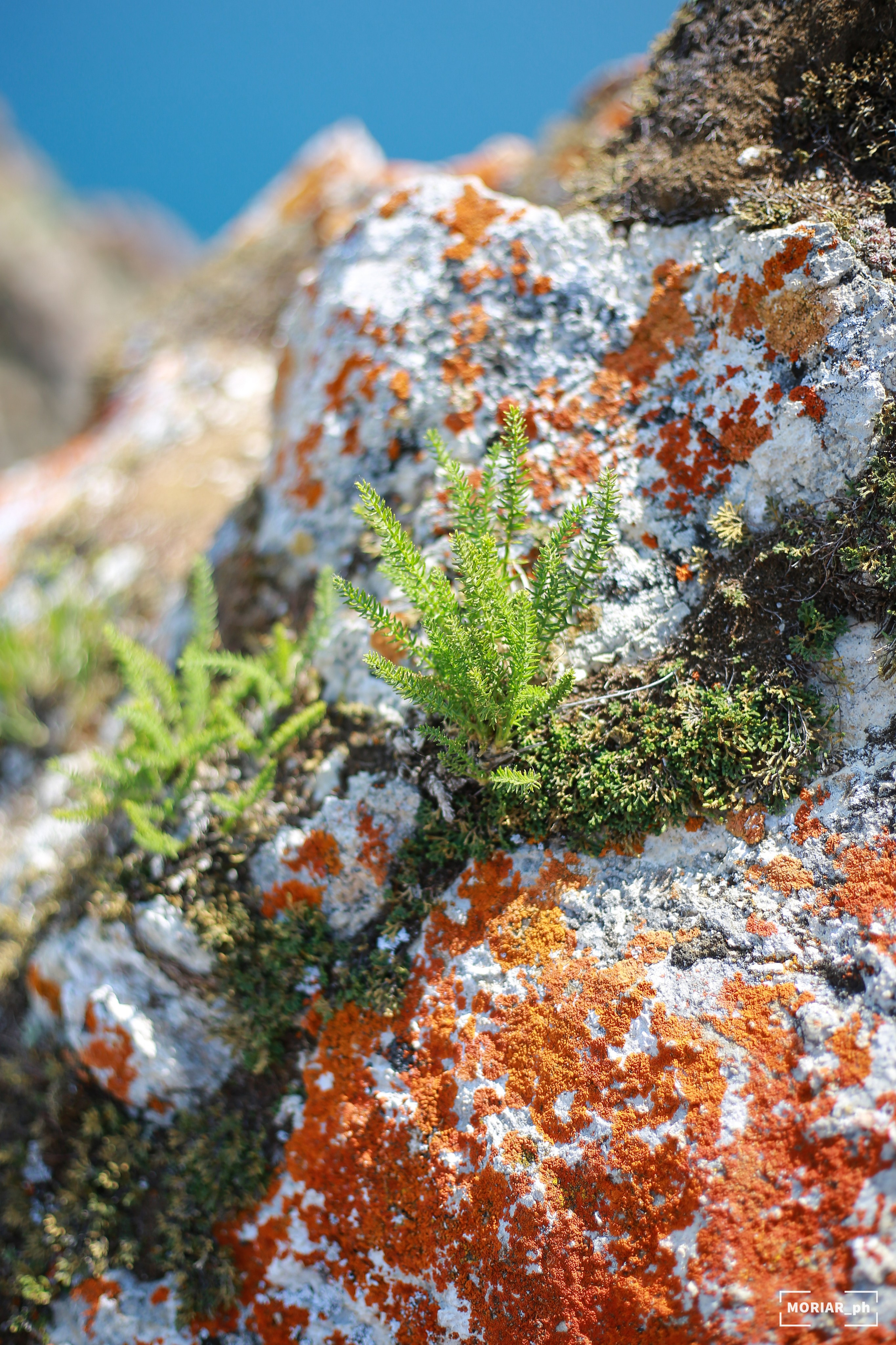 Отпуск. Портретный и репортажный фотограф в Кемерово Алексеева Анастасия