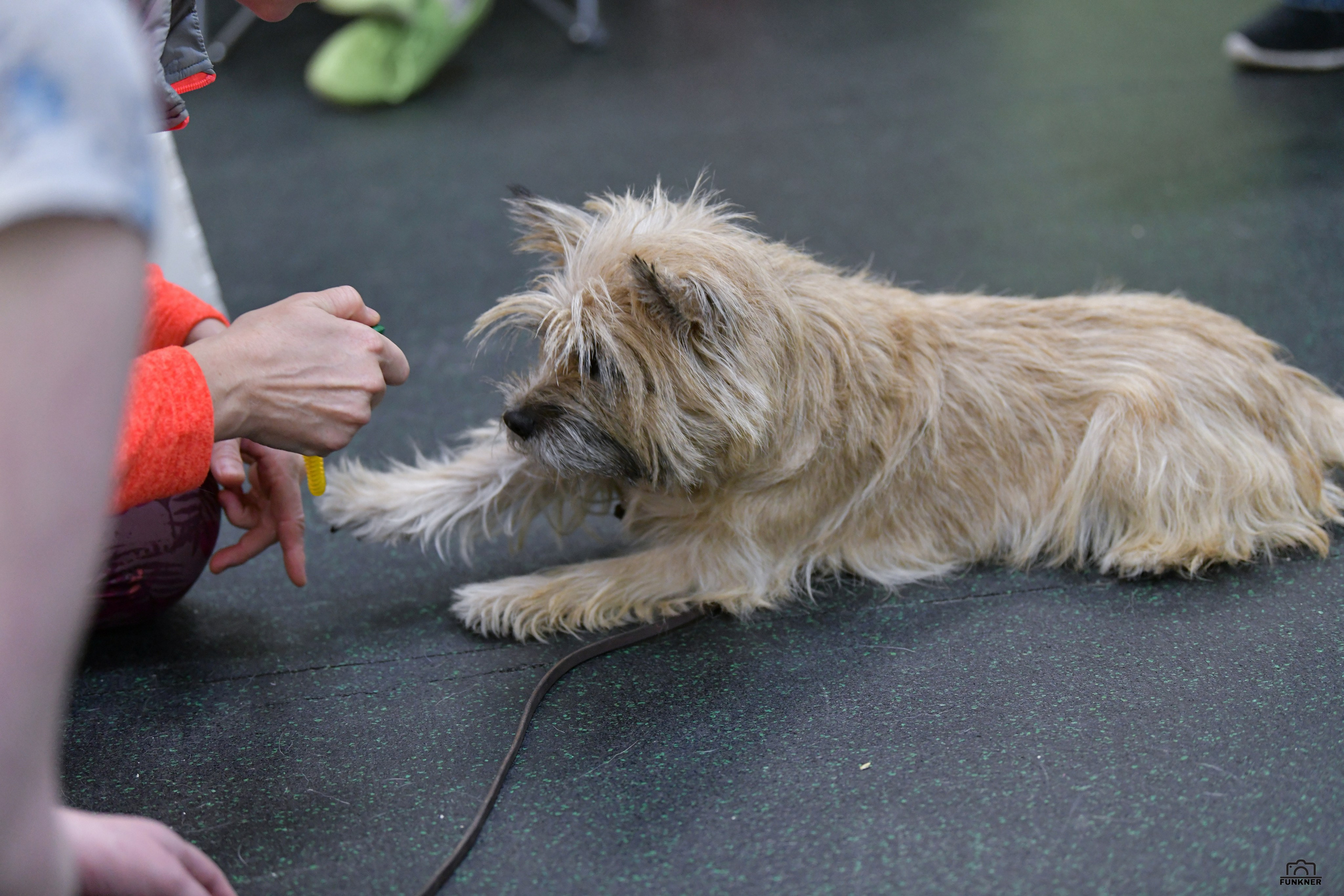 Кинологический клуб «Бодрый хвост». Свой взгляд через объектив