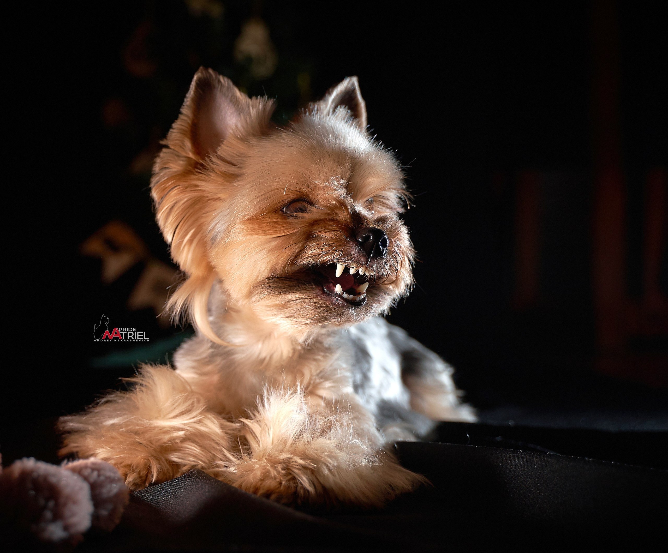 Йоркширский терьер Циля