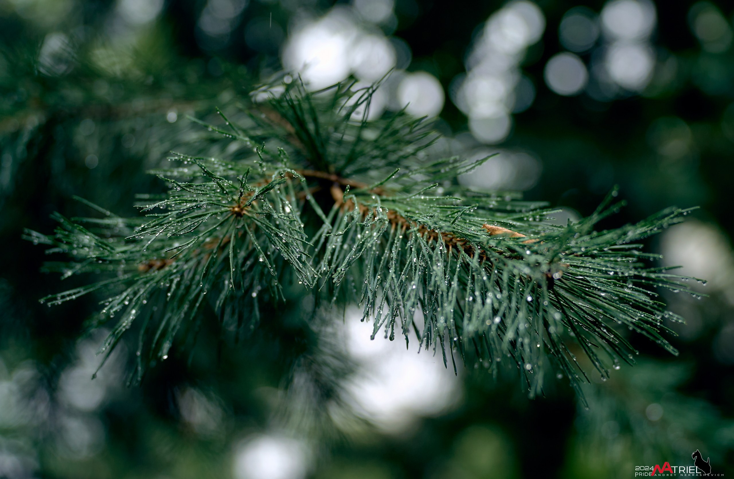 Съемка природы после дождя