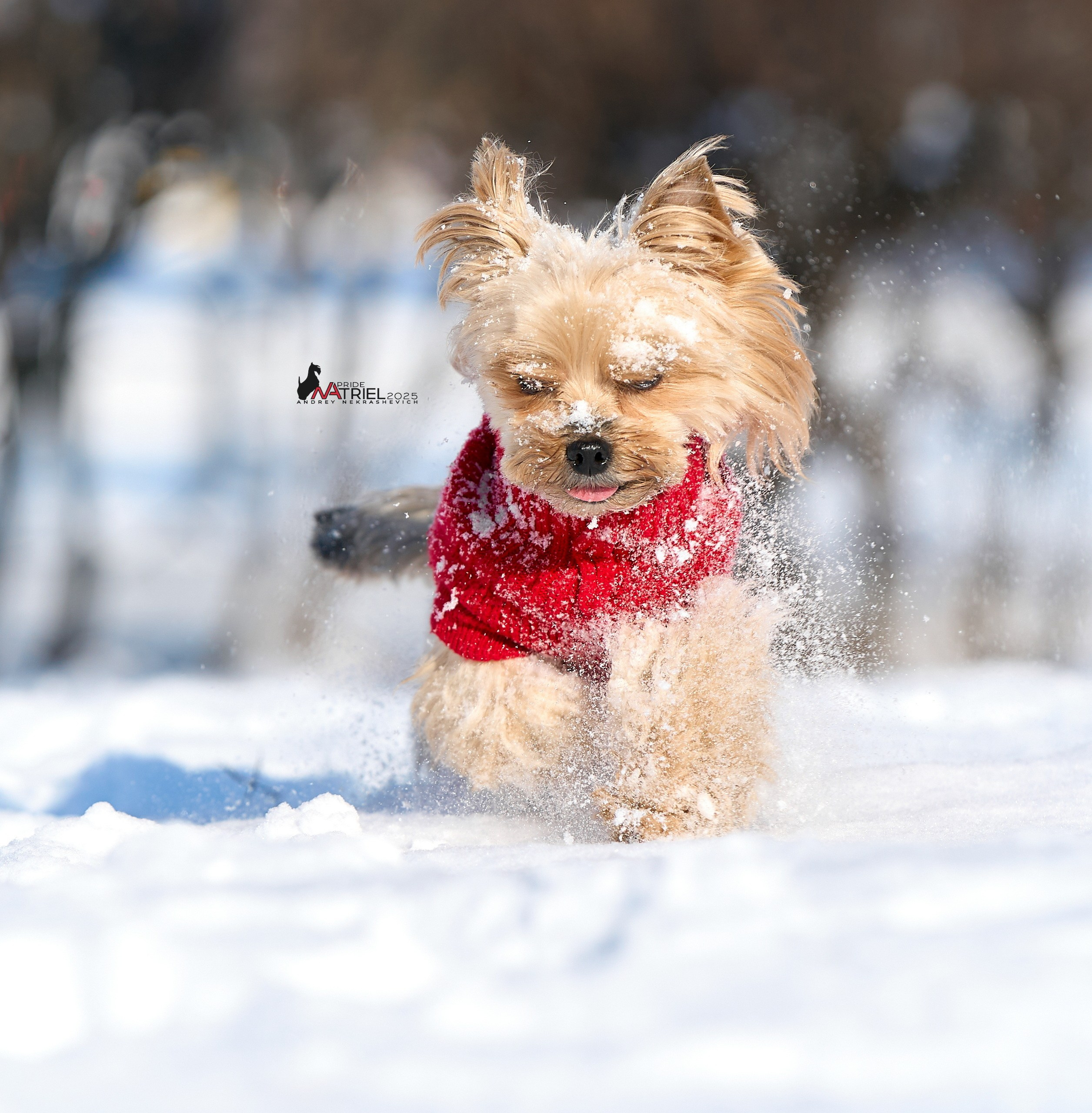 Фотопрогулка с моими собаками
