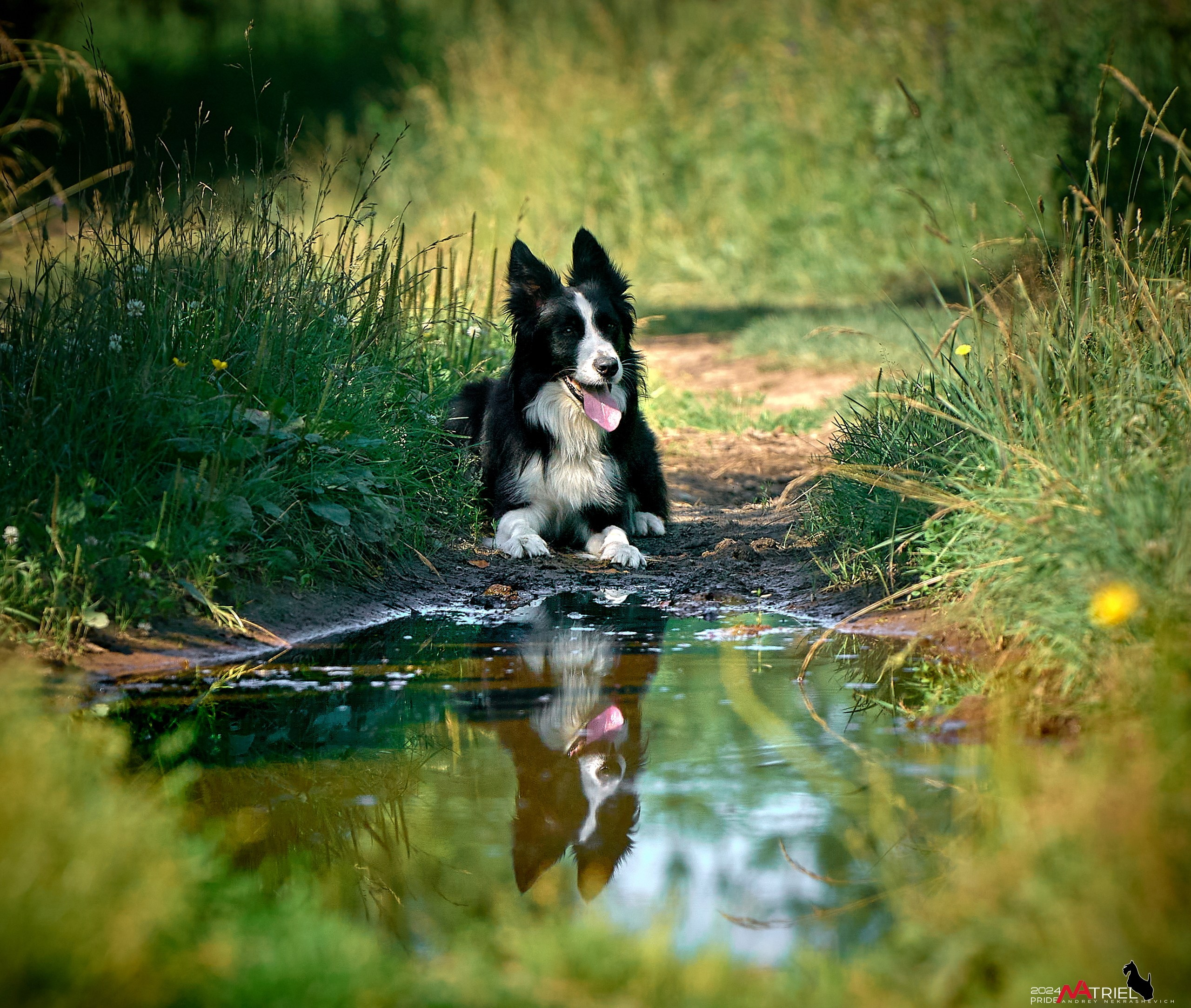 Репортаж из кинологического лагеря