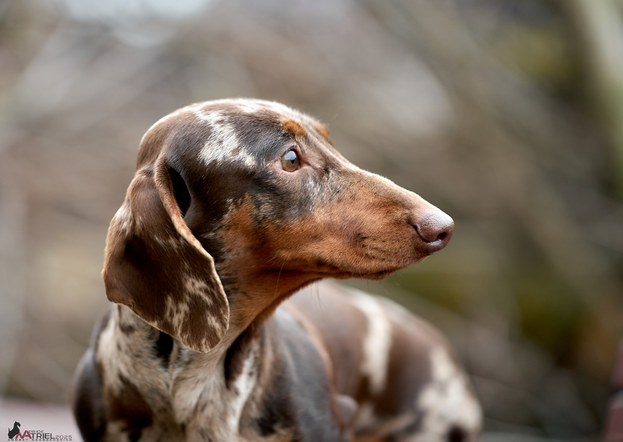 Портреты собак — галерея NATRIEL