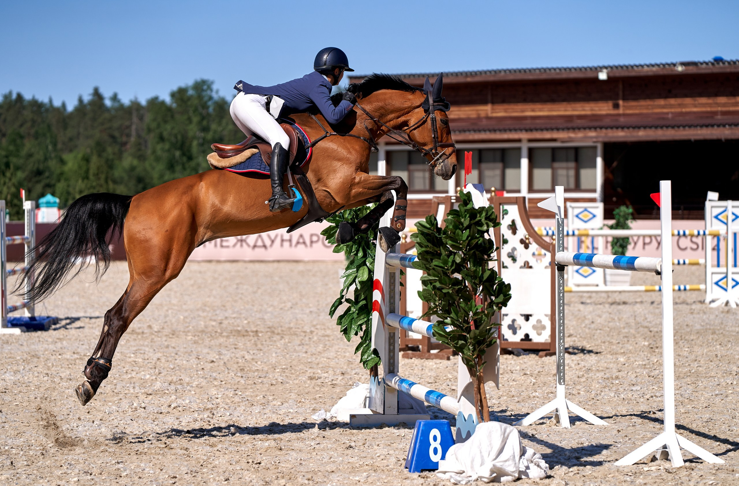 Соревнования на лошадях — галерея NATRIEL