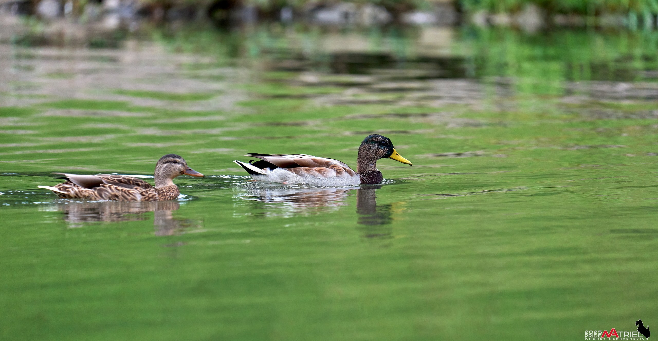 Съемка с объективом Sony 200-600 на камеру Sony A1m2