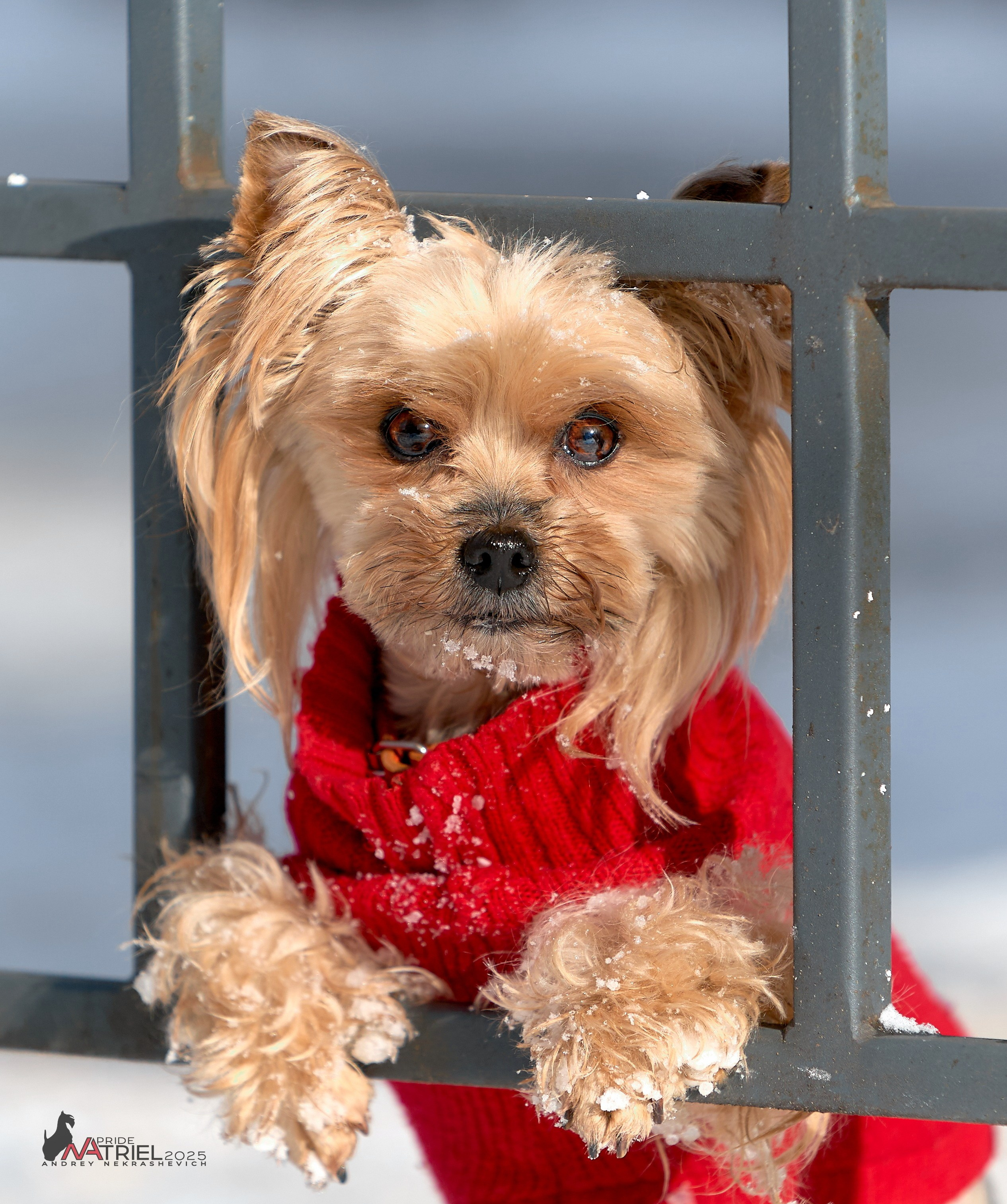 Йоркширский терьер Циля