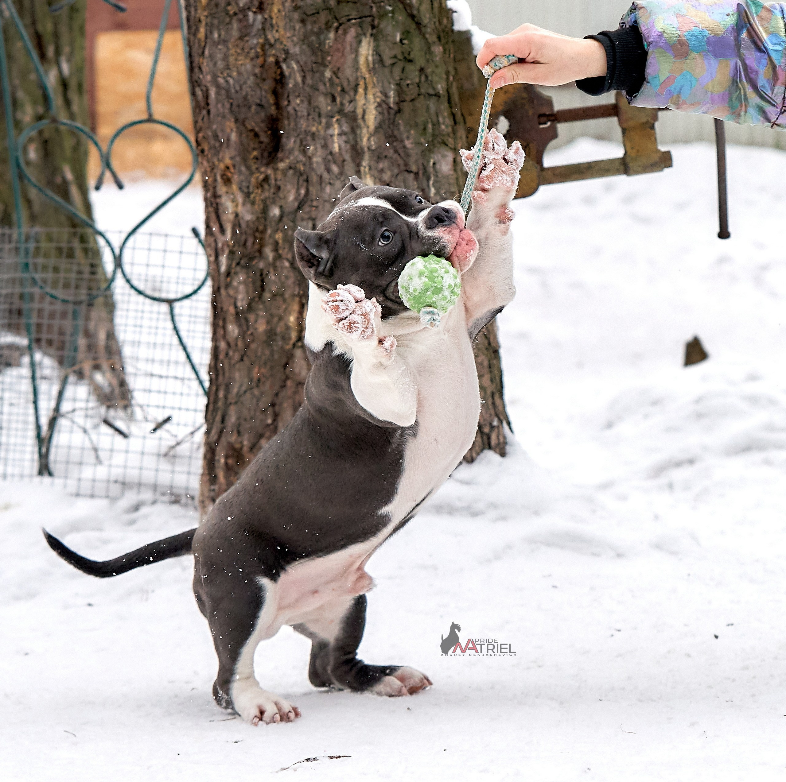 Щенки на прогулке — галерея NATRIEL