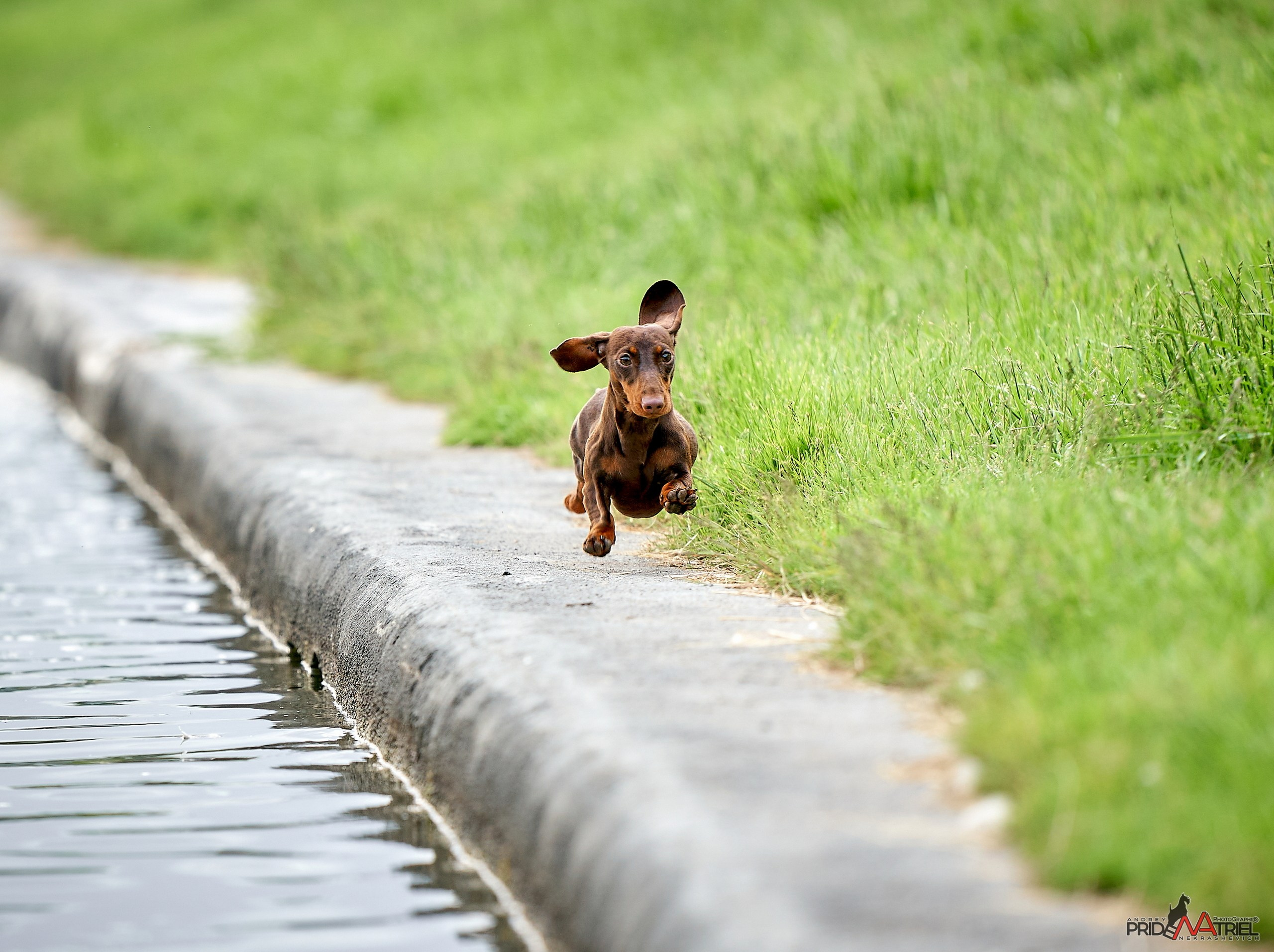 Прогулка в движении — галерея NATRIEL