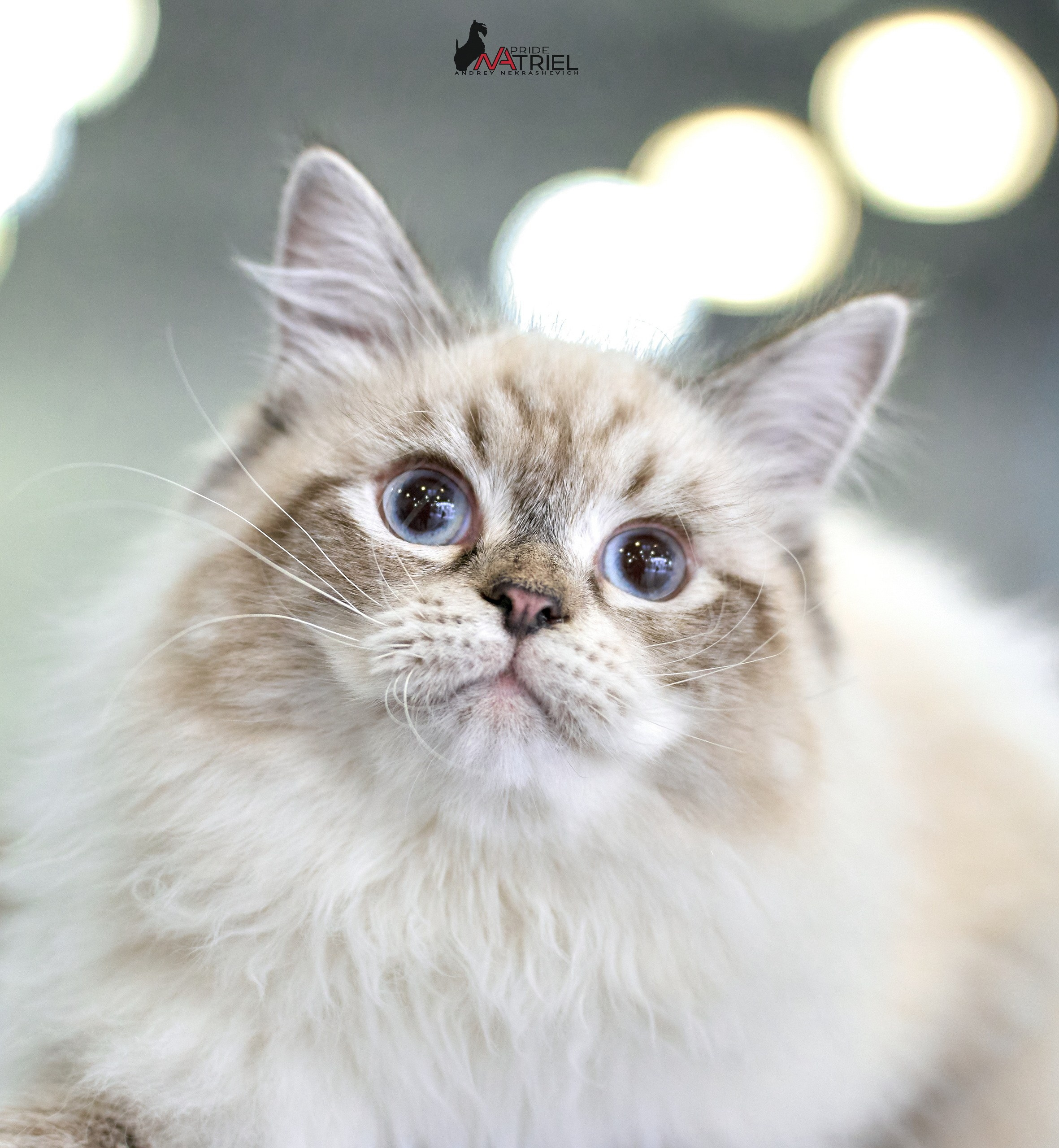 Кошки на выставках — галерея NATRIEL