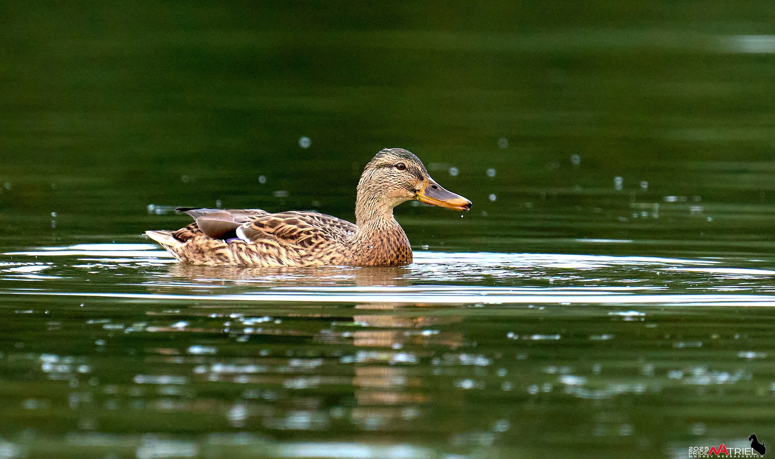 Съемка с объективом Sony 200-600 на камеру Sony A1m2