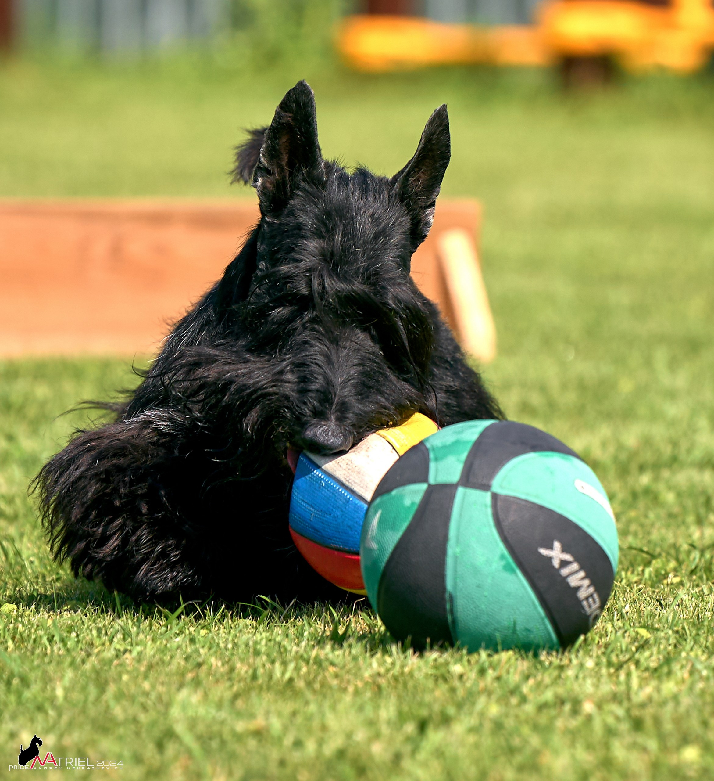 Скотчесемья «ИмпериалИти»